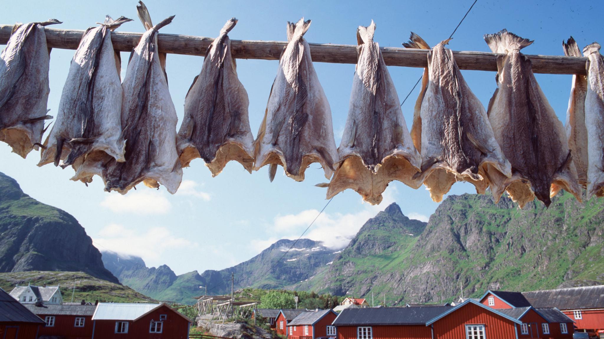 Tørrfisk henger ute til tørk i Lofoten, Nord Norge