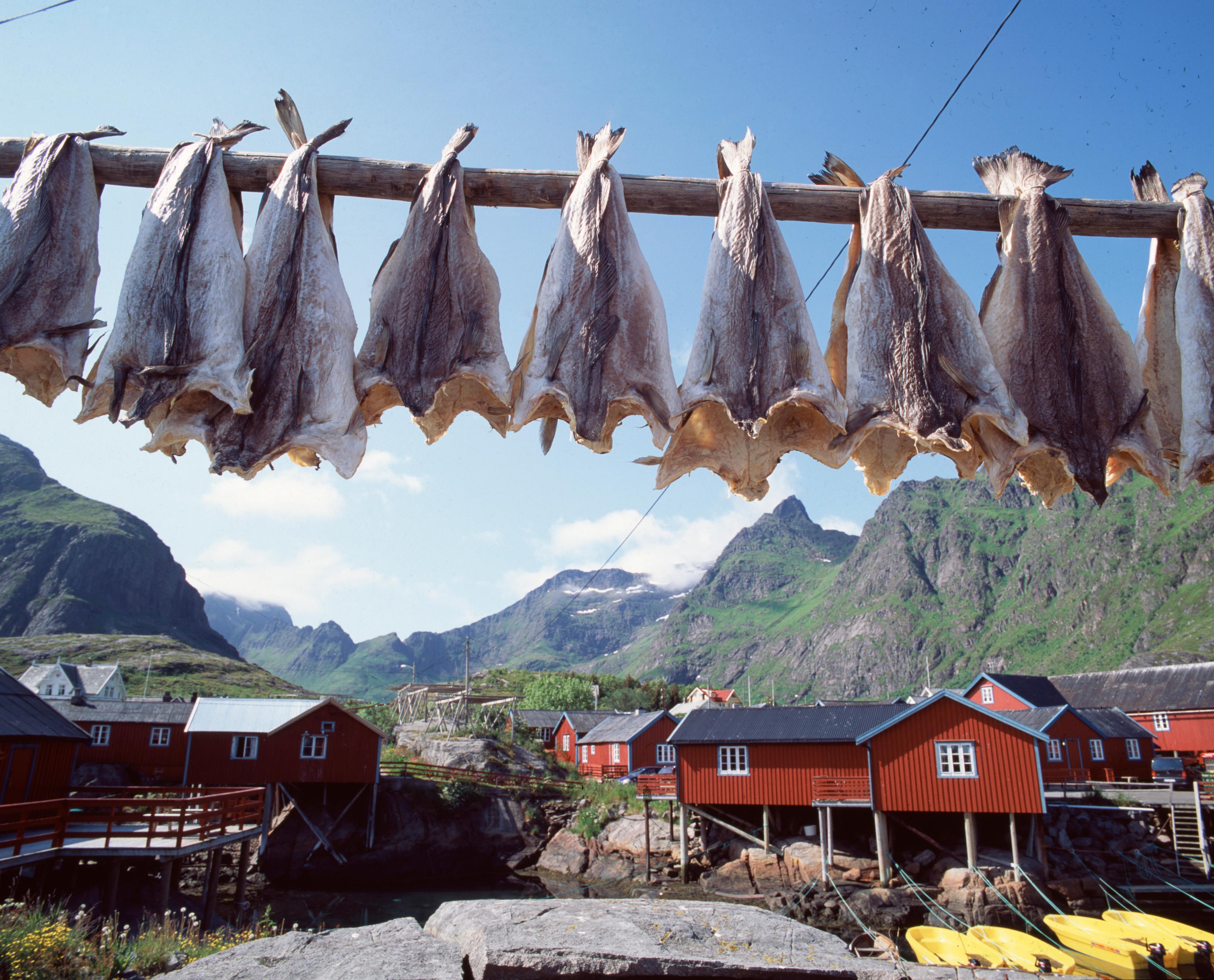 Stockfish hanging to dry outside in Lofoten, Northern Norway