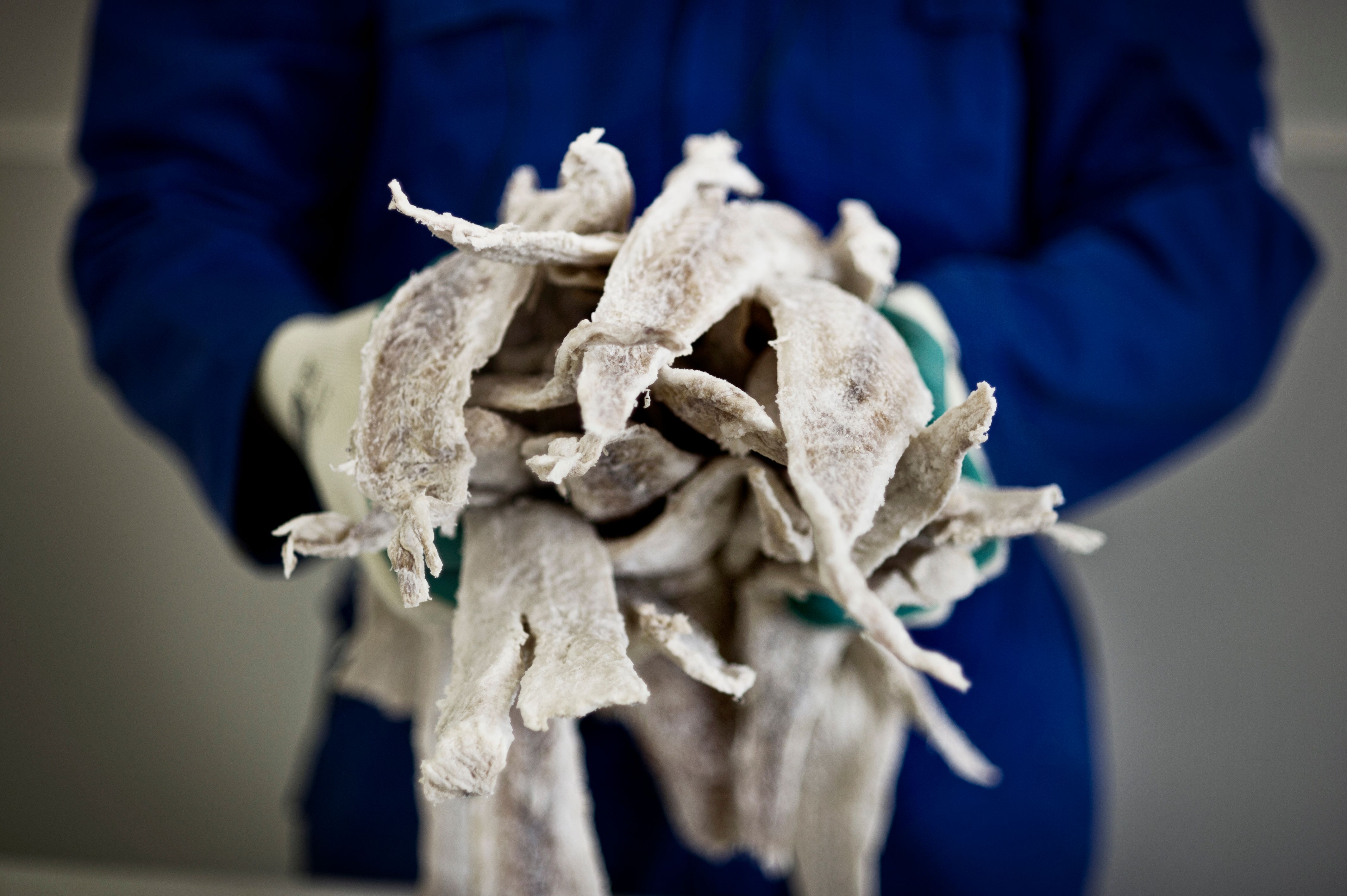 A person, wearing blue coveralls and gloves, holding a bundle of clipfish. Ålesund, Fjord Norway.