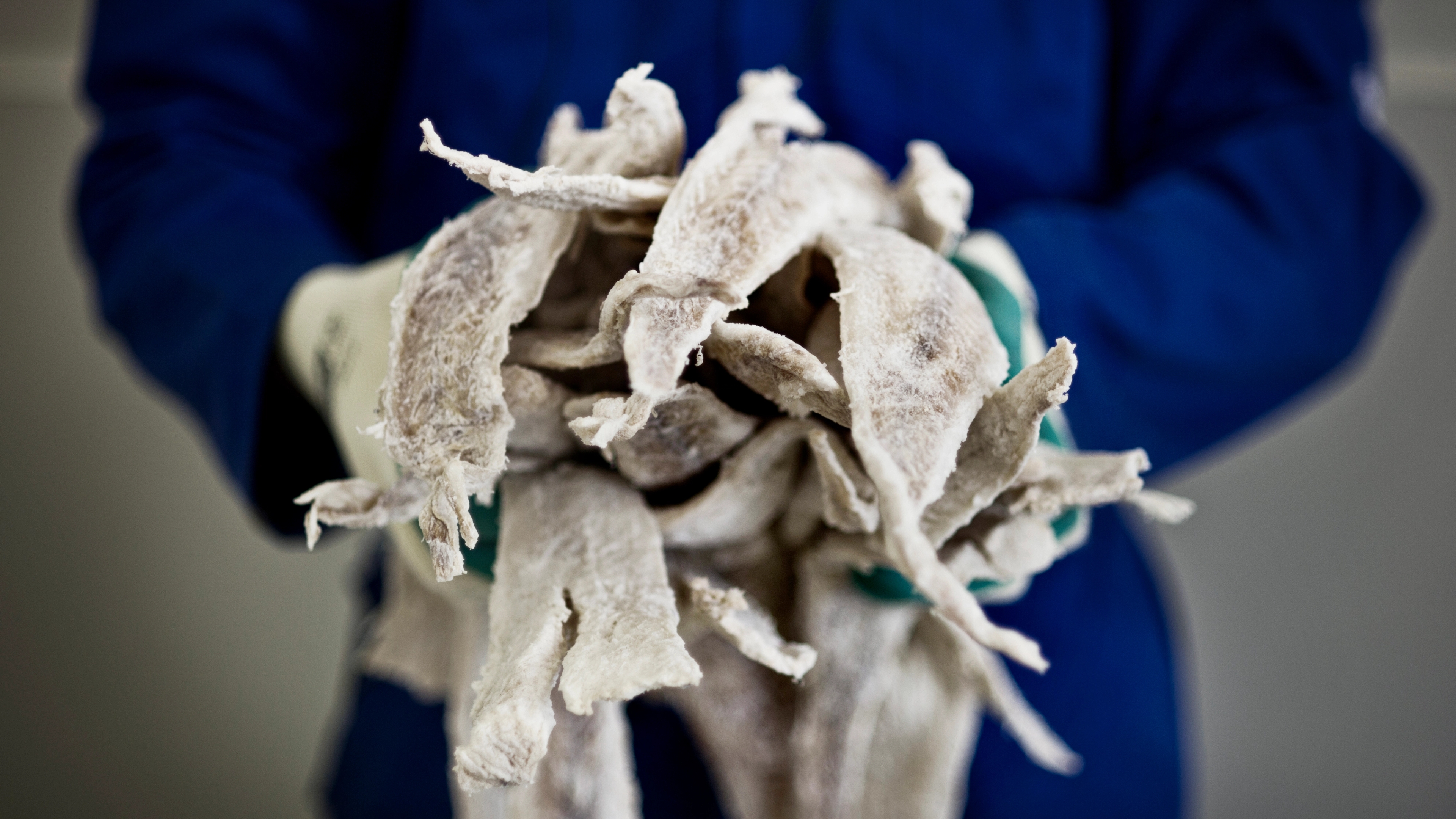 A person, wearing blue coveralls and gloves, holding a bundle of clipfish. Ålesund, Fjord Norway.