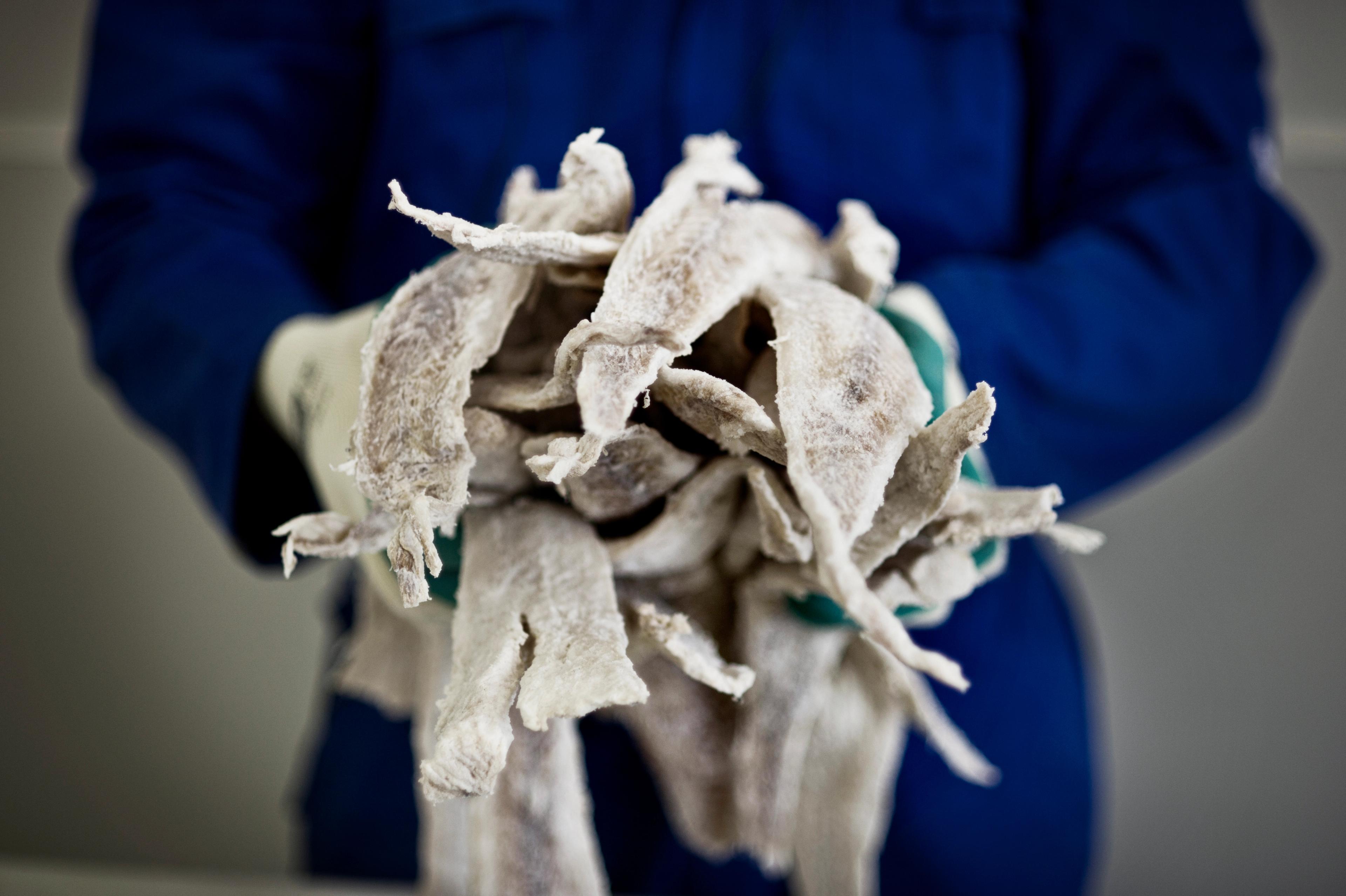 En person i blå overall och handskar som håller i ett knippe klippfisk, Ålesund, Fjord-Norge