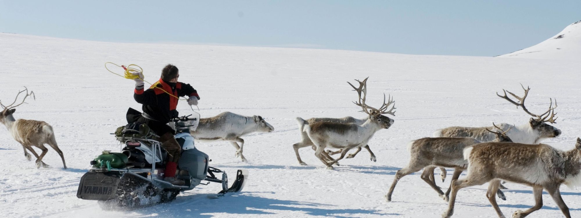 Sami catching reindeer with lasso