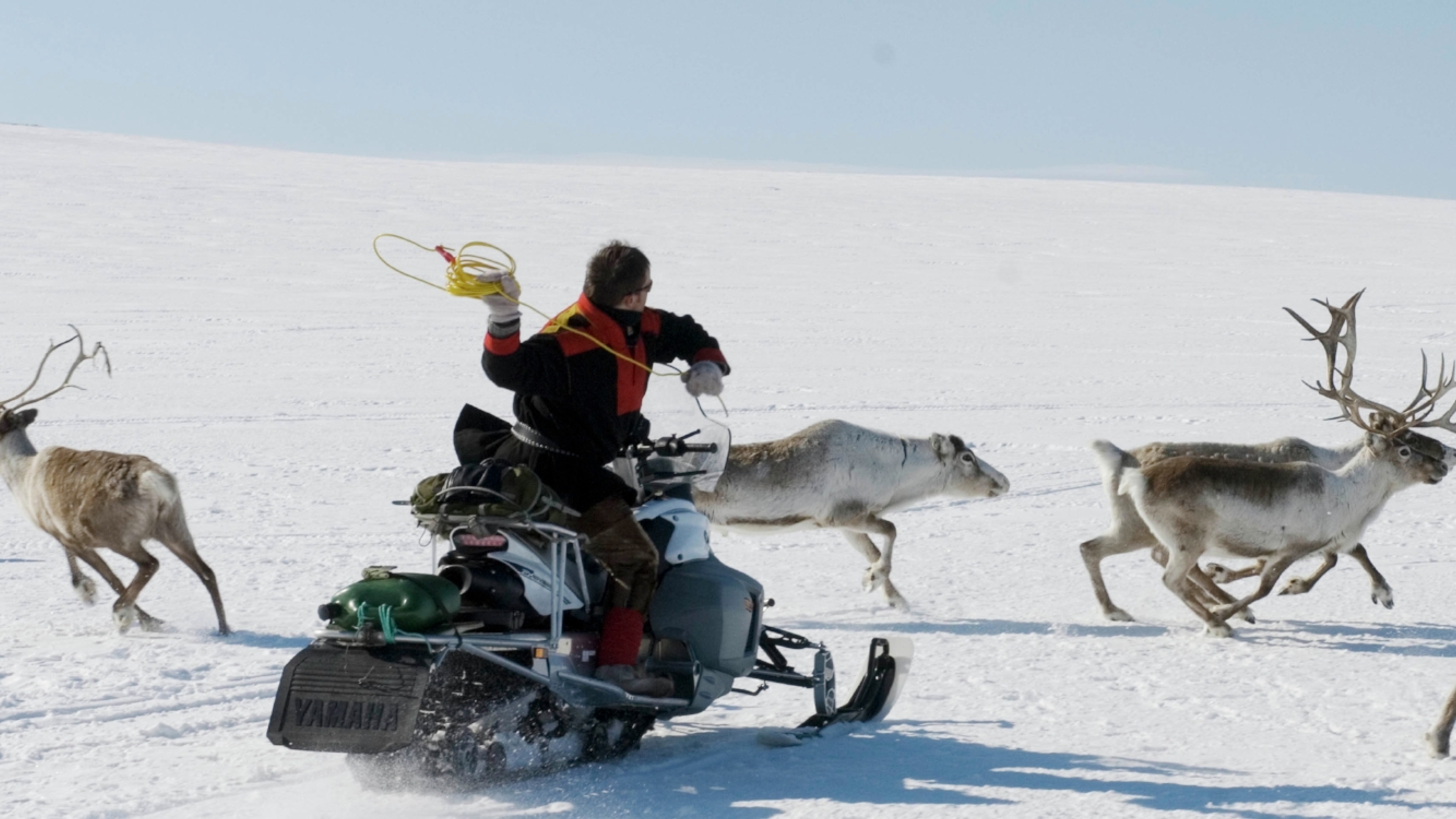 Sami catching reindeer with lasso