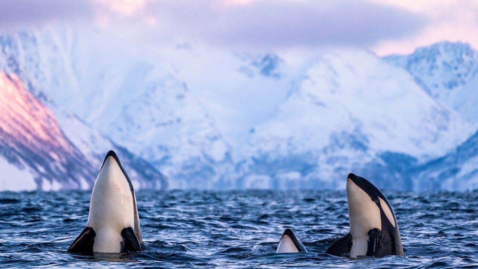 Orcas breaching the surface in Skjervøy