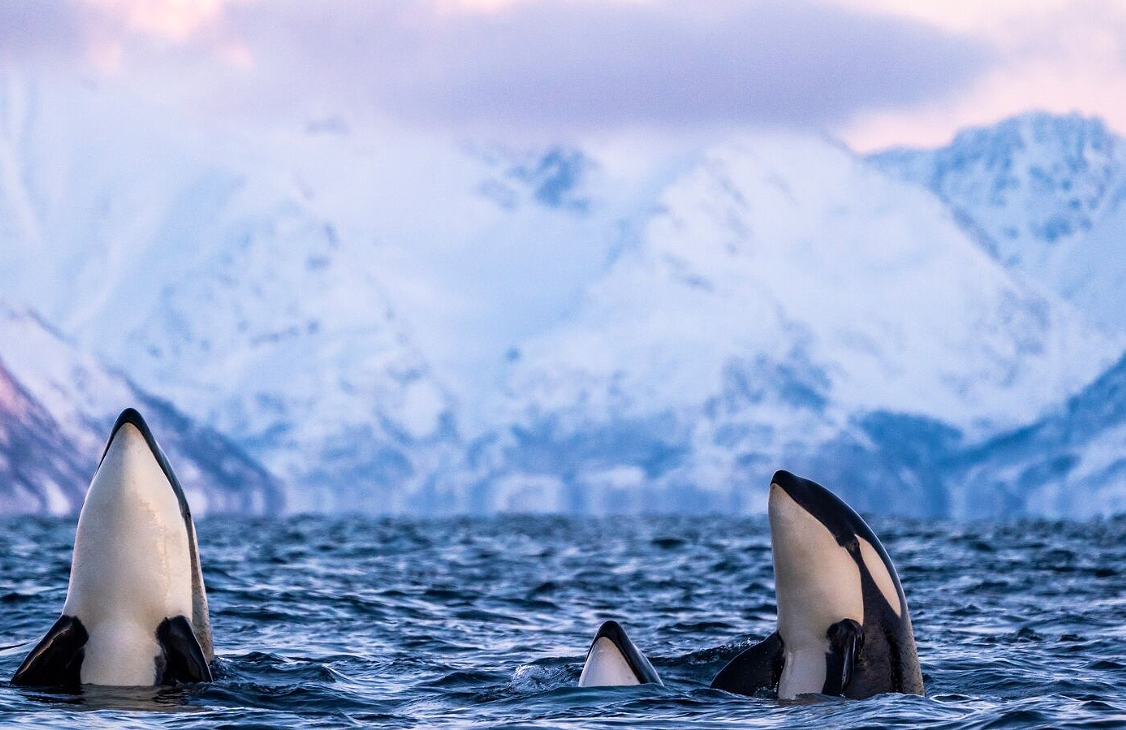 Orcas breaching the surface in Skjervøy