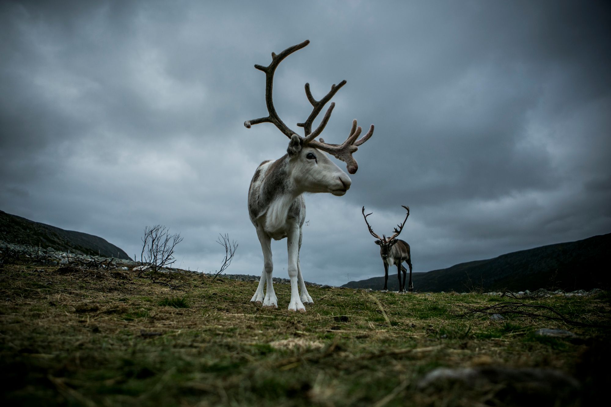 Reindeer grazing in Nordkyn, Northern Norway
