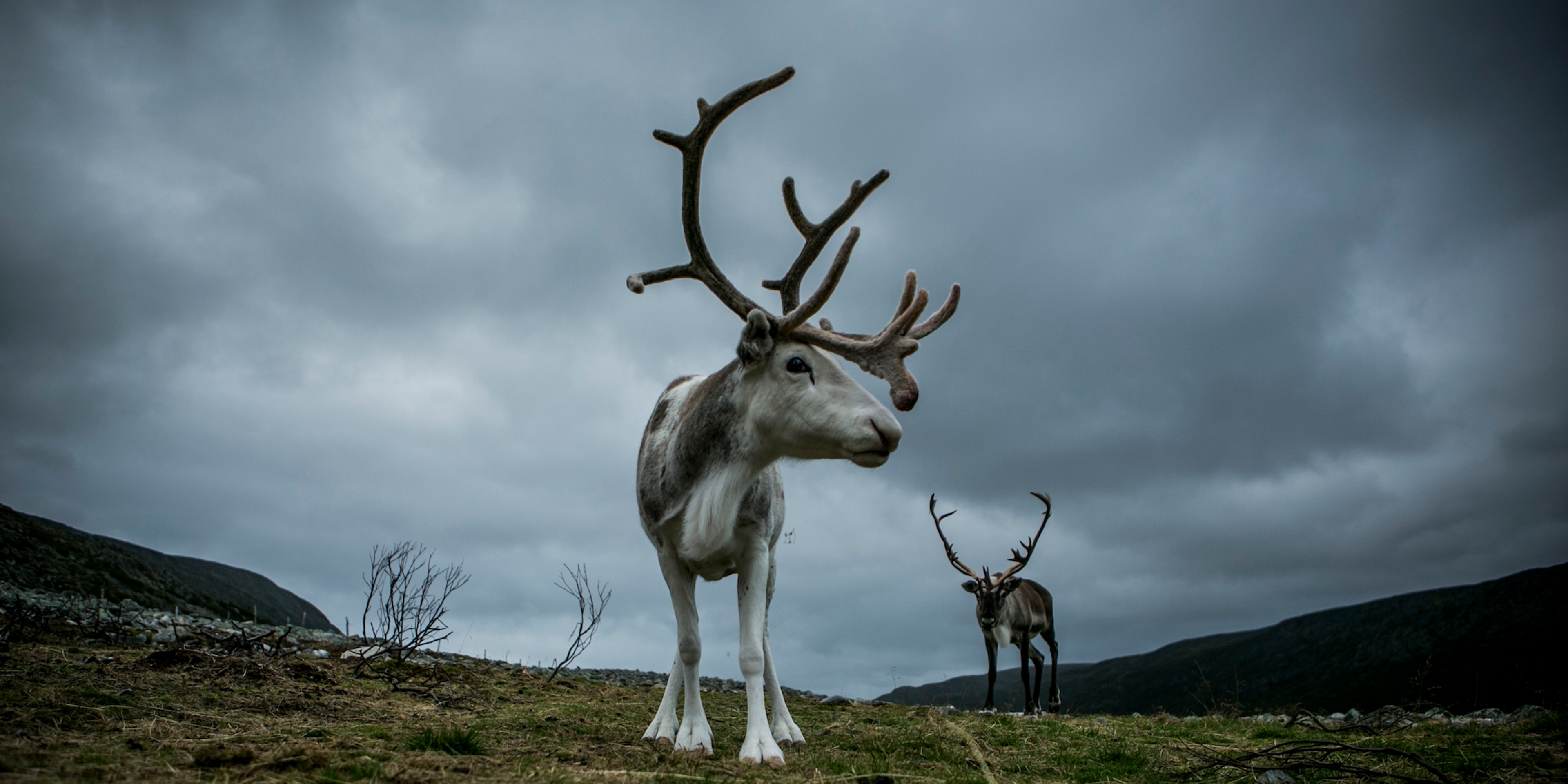 Reindeer grazing in Nordkyn, Northern Norway