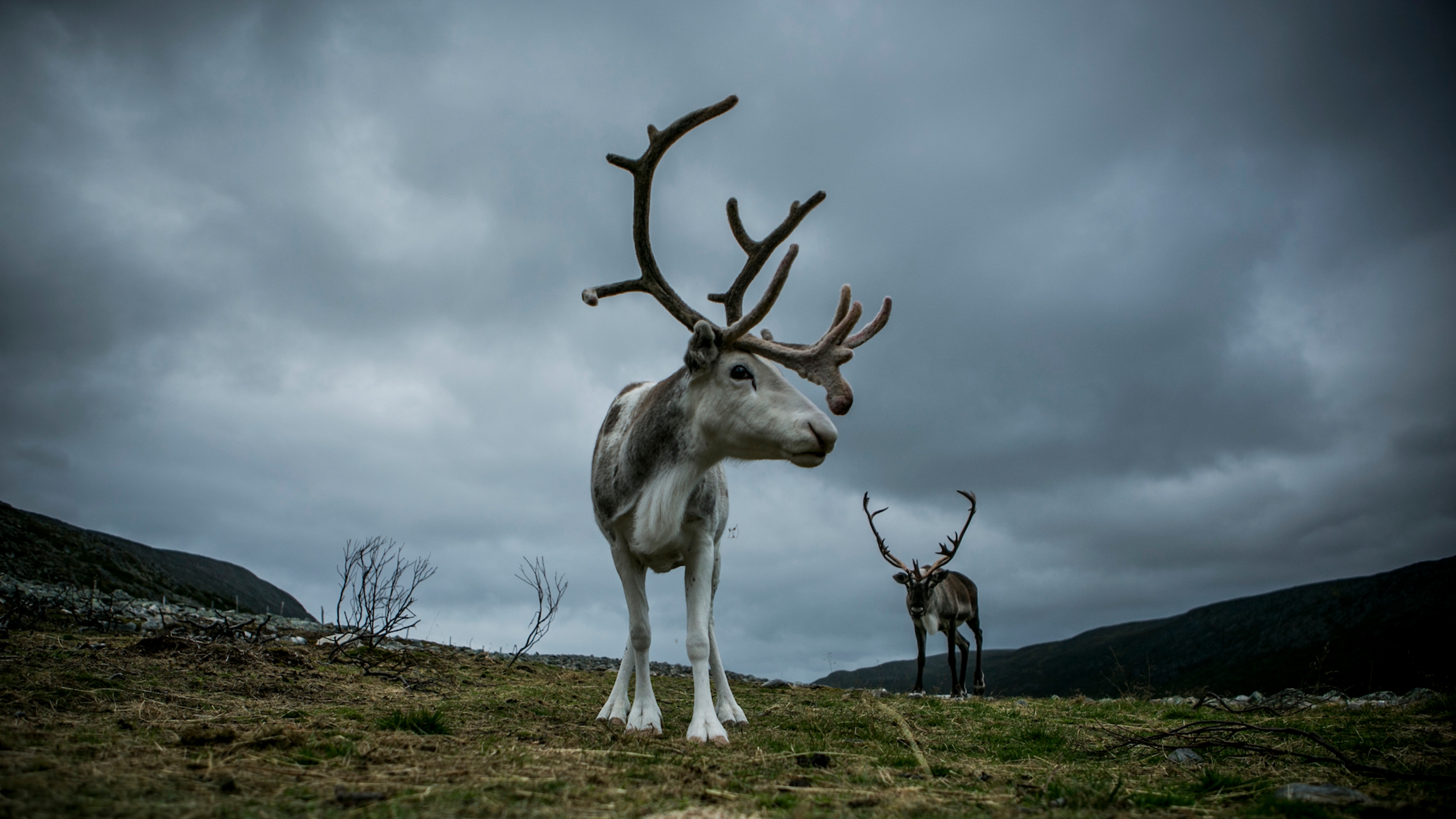 Reindeer grazing in Nordkyn, Northern Norway