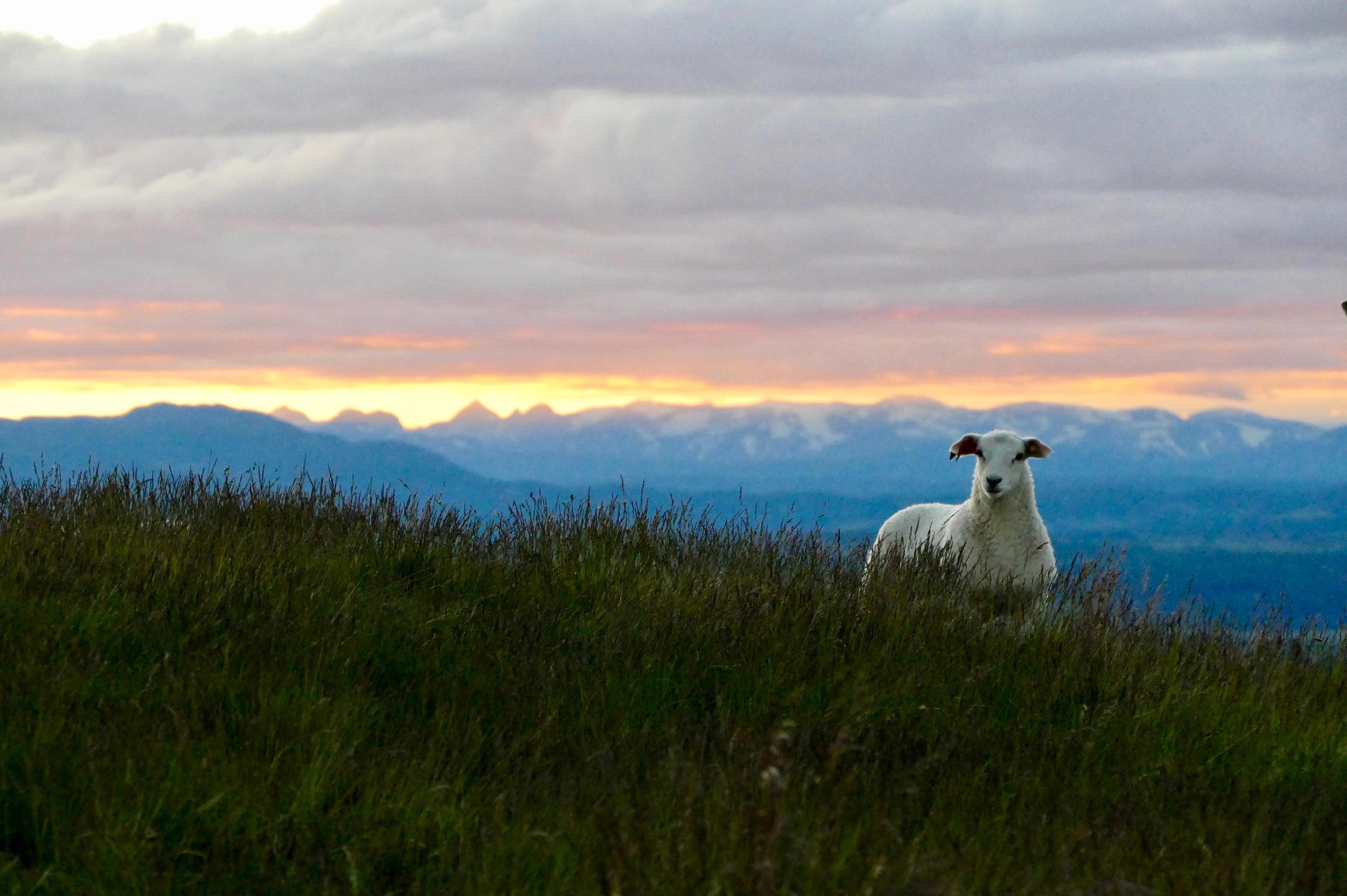 A lamb at sundown in Ørtehovda, Eastern Norway.