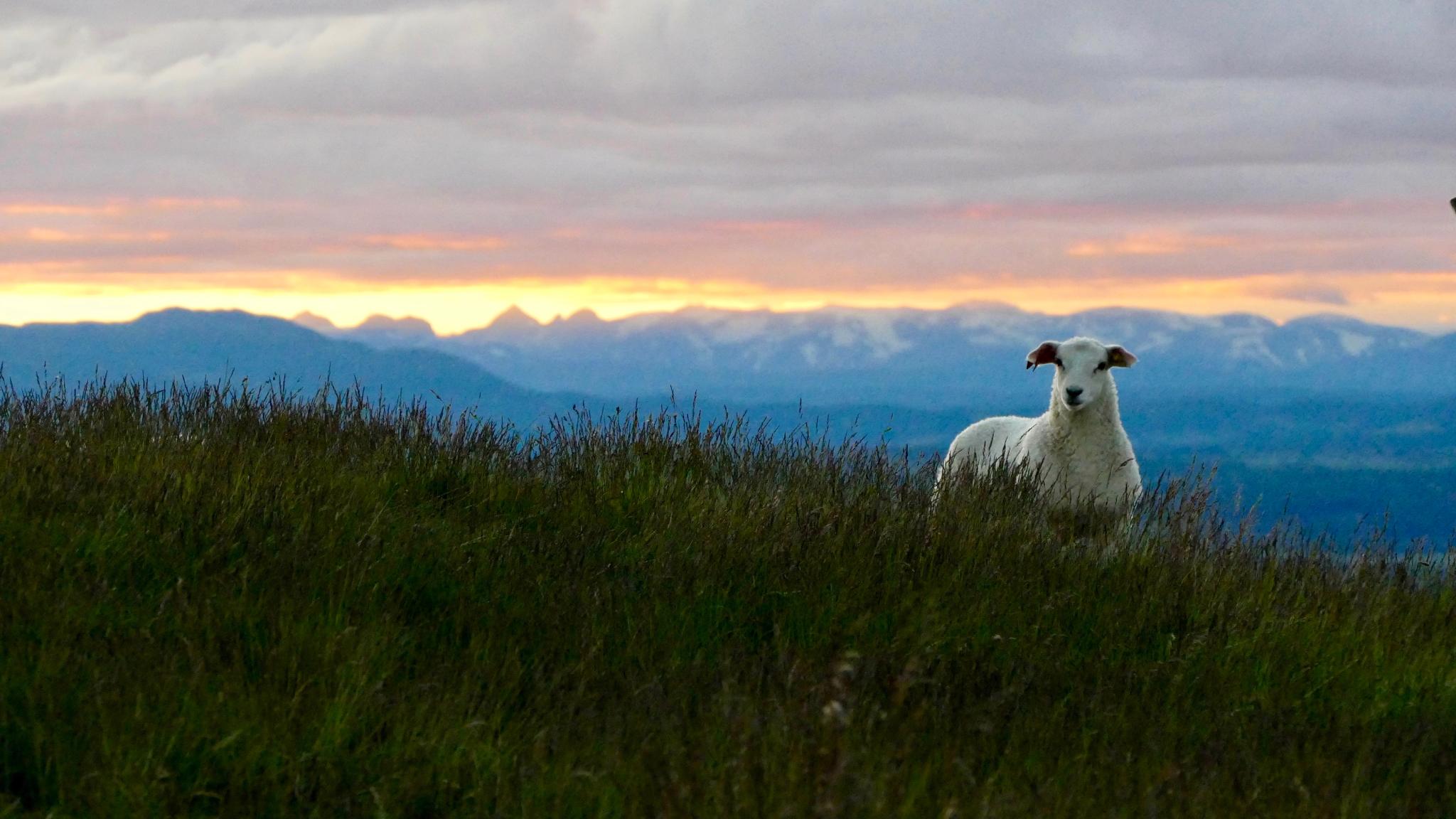 A lamb at sundown in Ørtehovda, Eastern Norway.