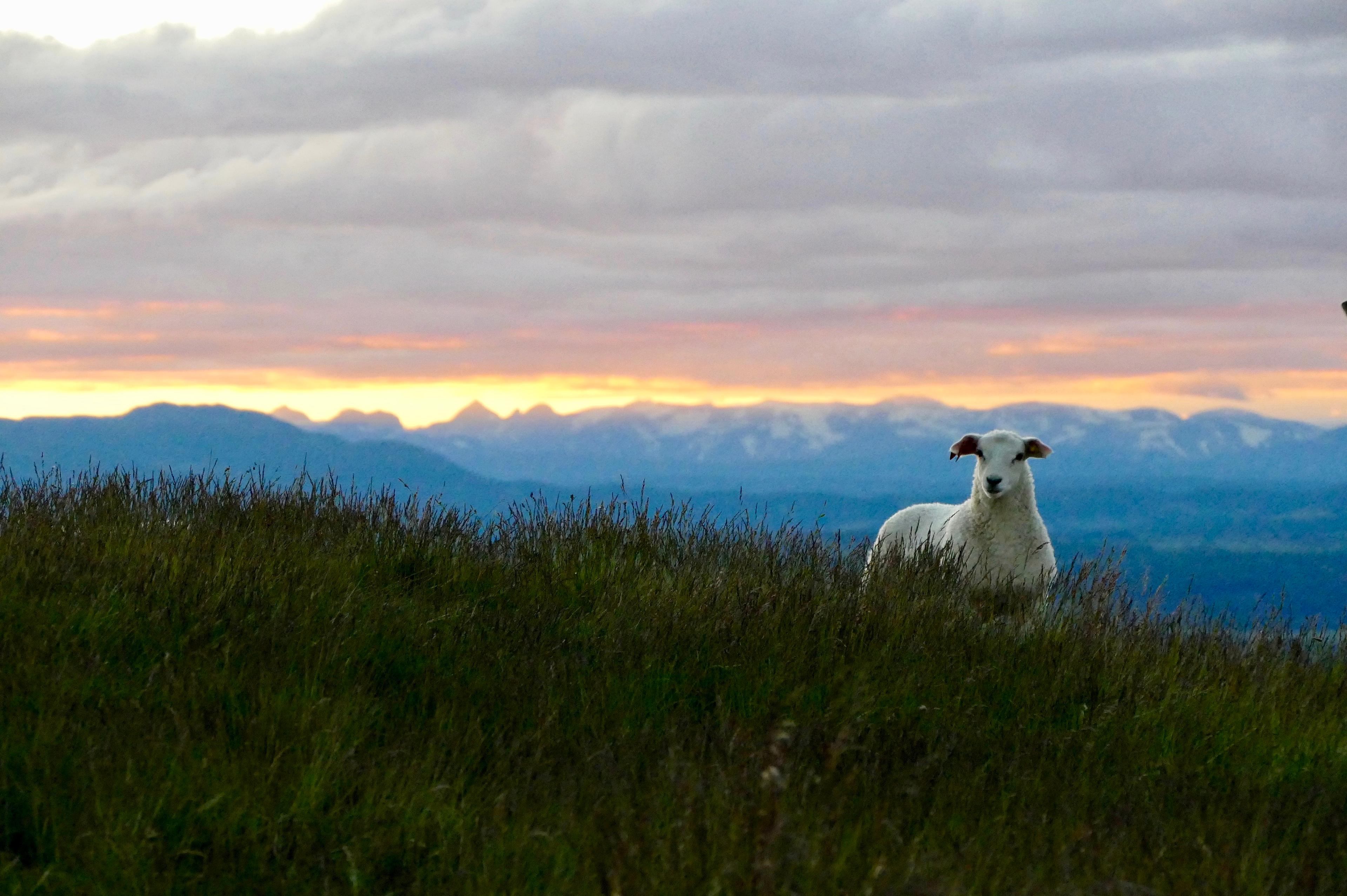 A lamb at sundown in Ørtehovda, Eastern Norway.