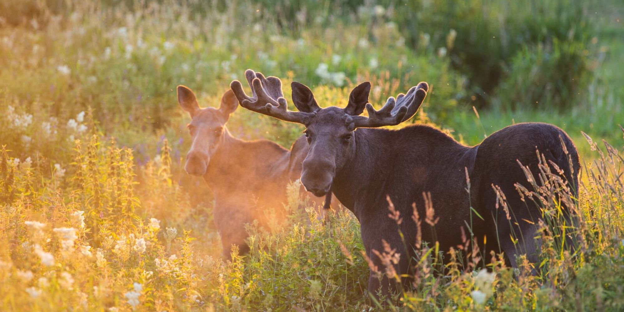 Two moose on a field