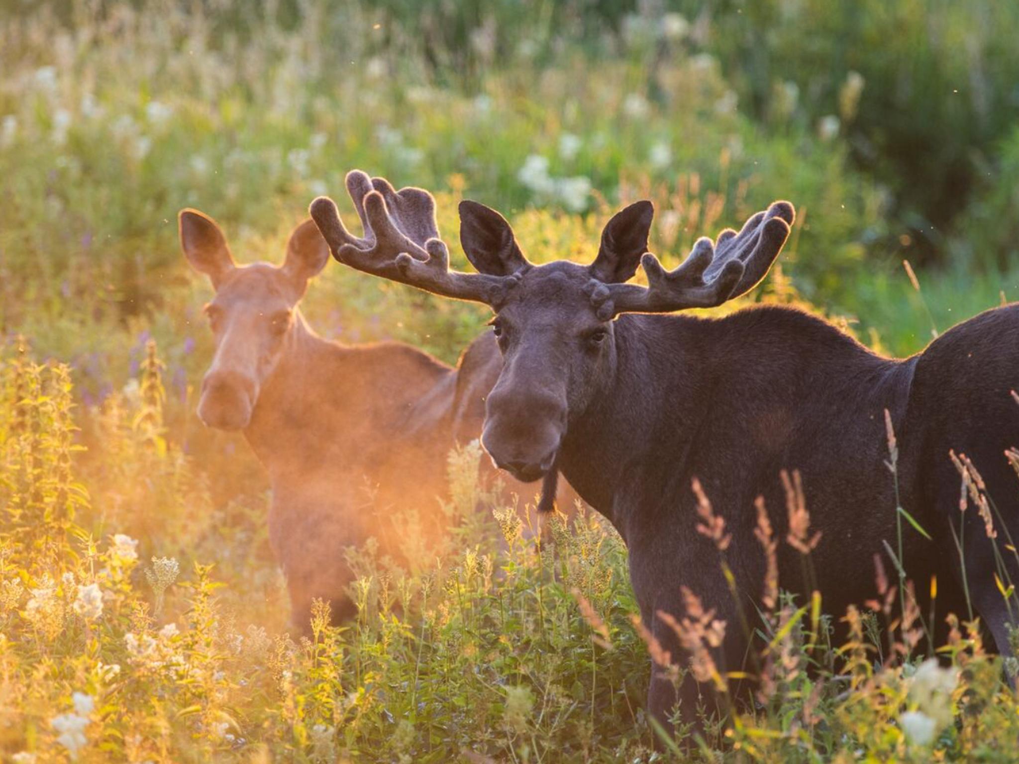 Two moose on a field