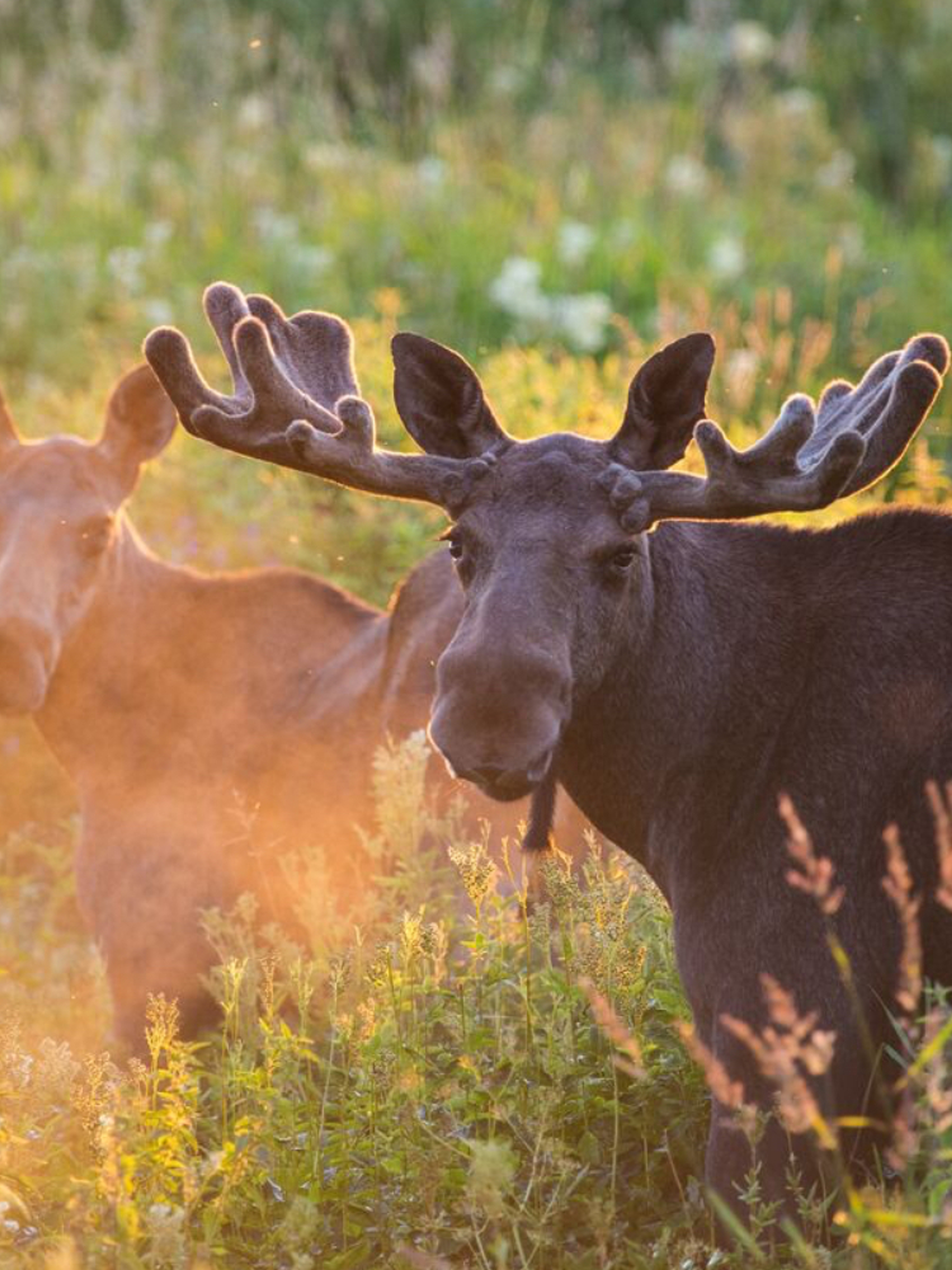 Two moose on a field