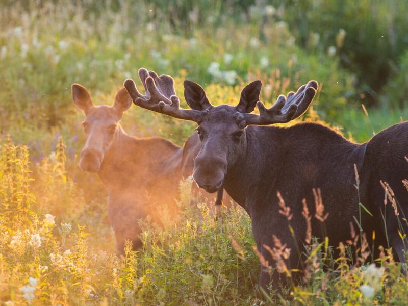 Two moose on a field