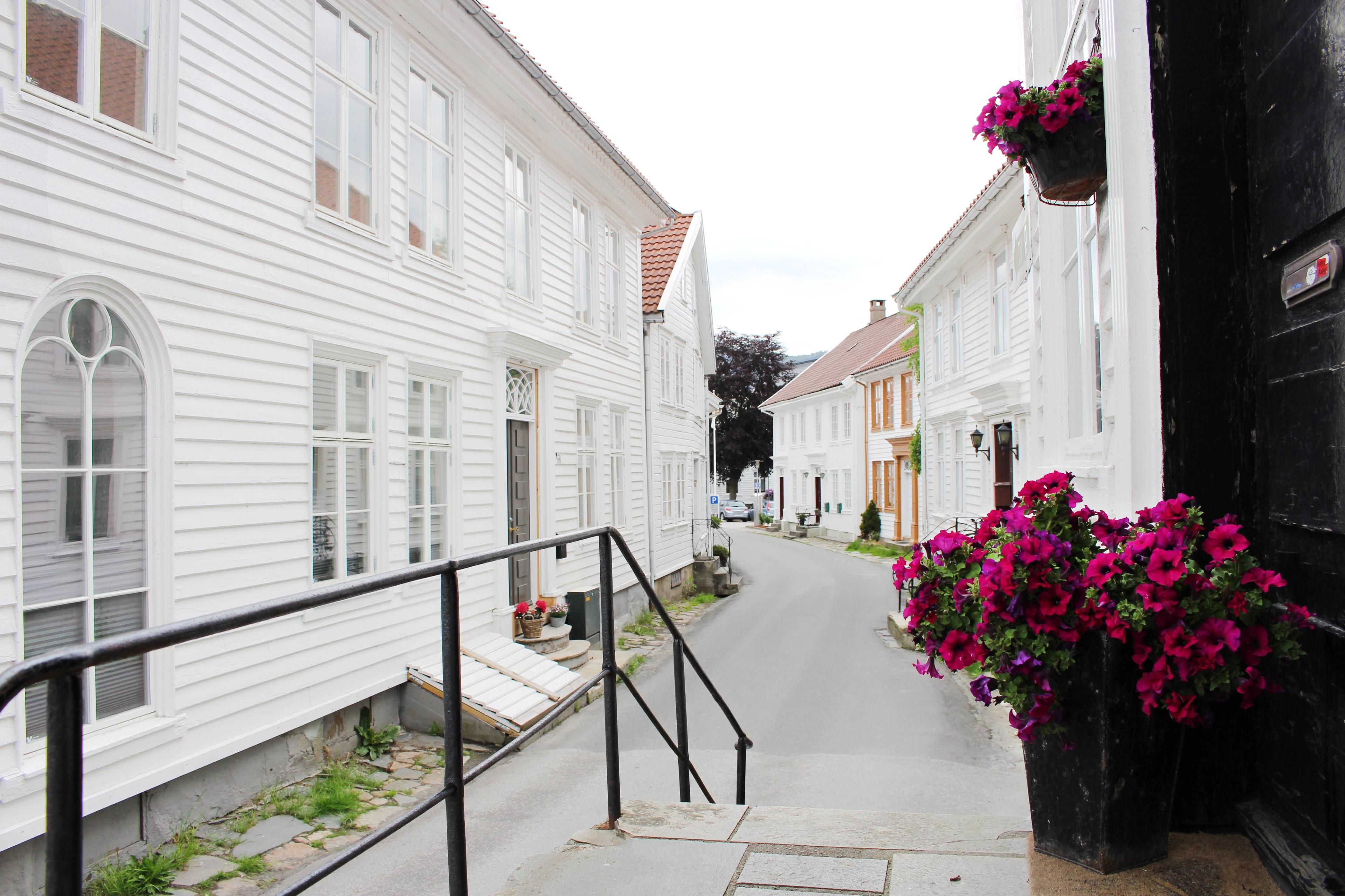 Flowers in Hollenderbyen, Flekkefjord, Norway