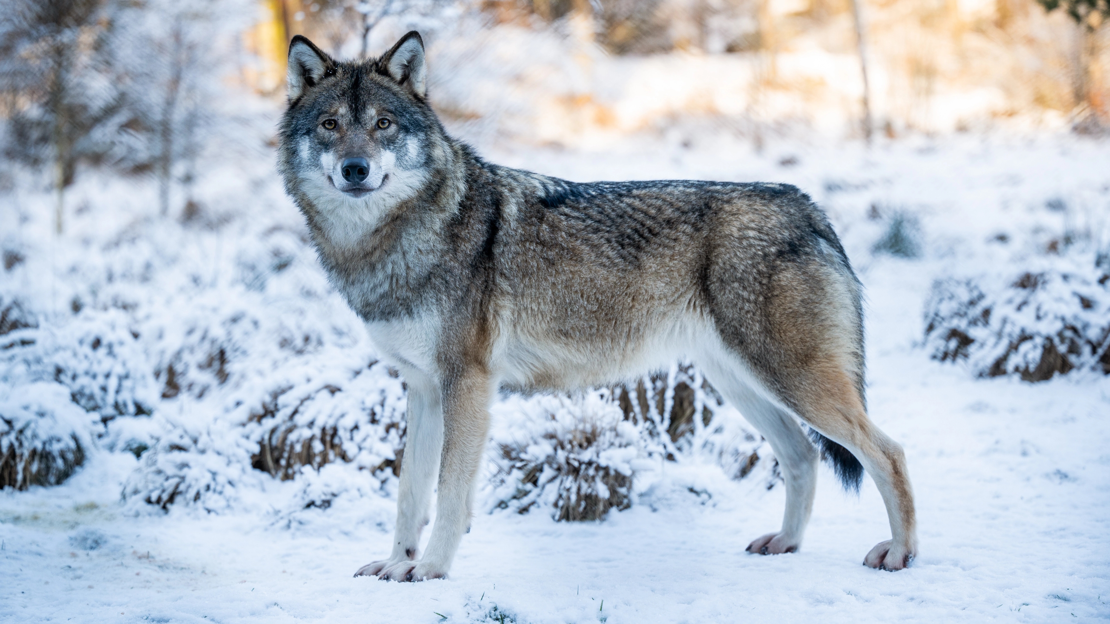 Wolf - Winter in Dyreparken