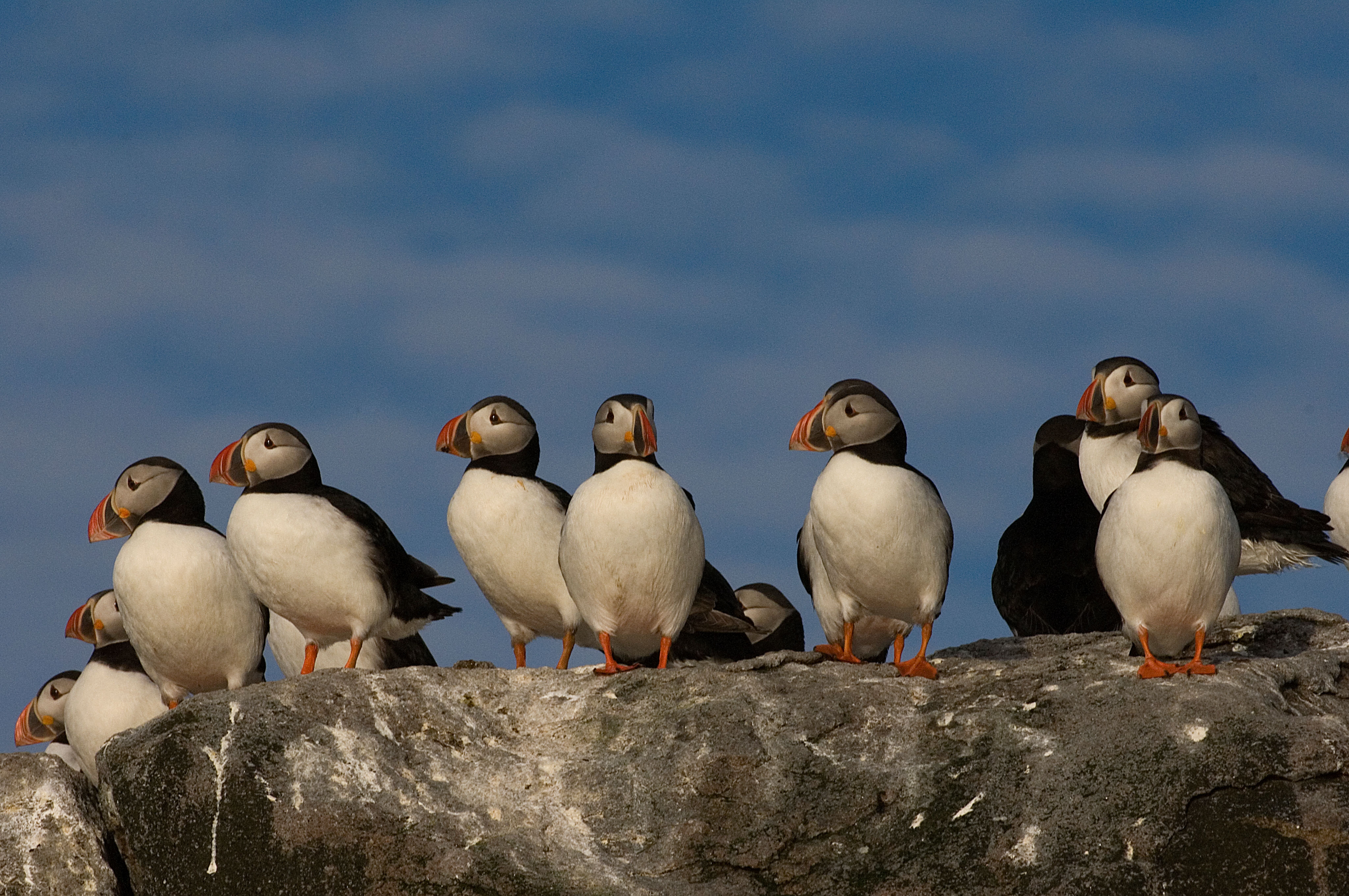 Puffins in Vesterålen, Northern Norway