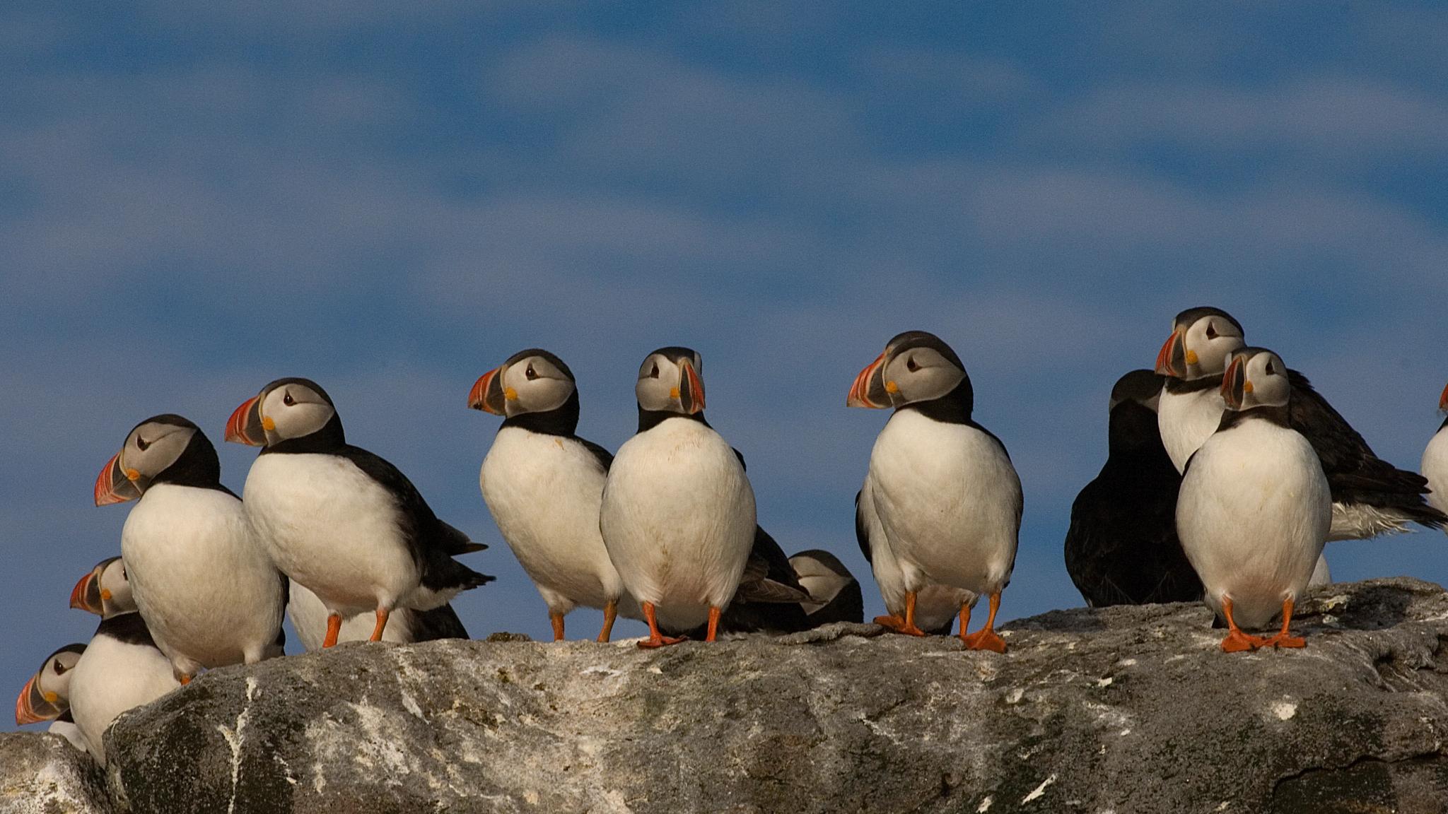 Puffins in Vesterålen, Northern Norway