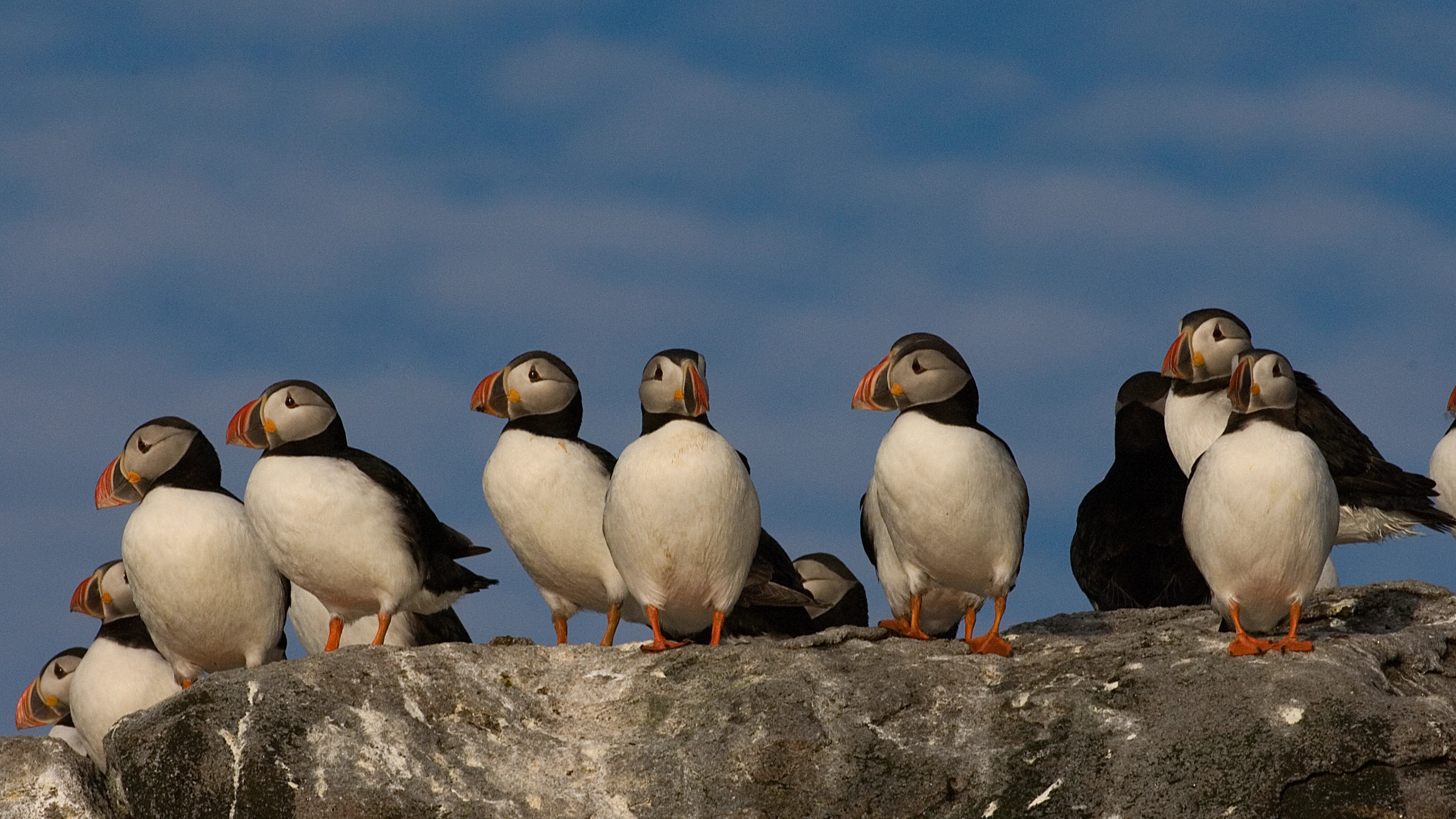 Puffins in Vesterålen, Northern Norway