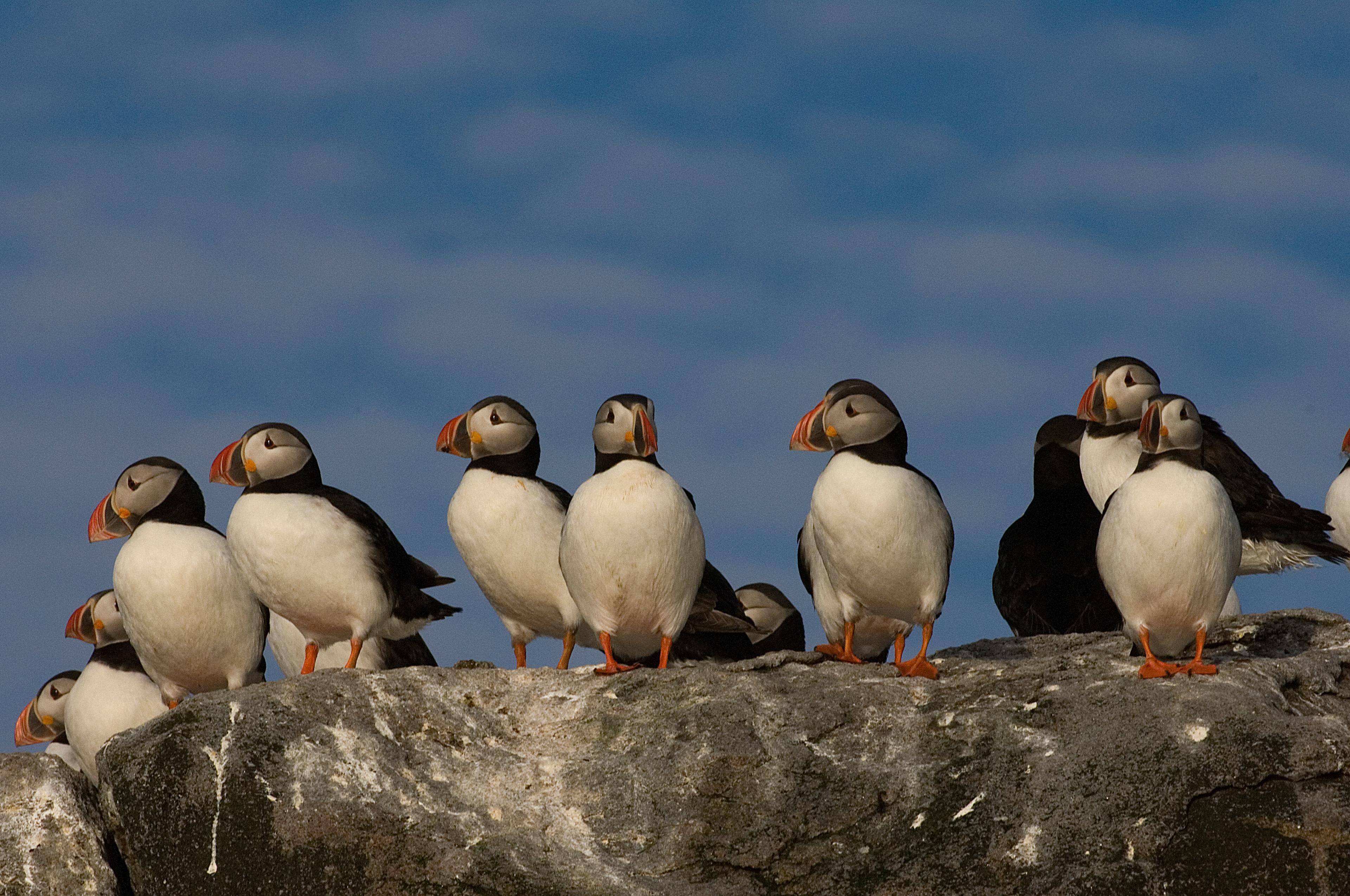 Puffins in Vesterålen, Northern Norway