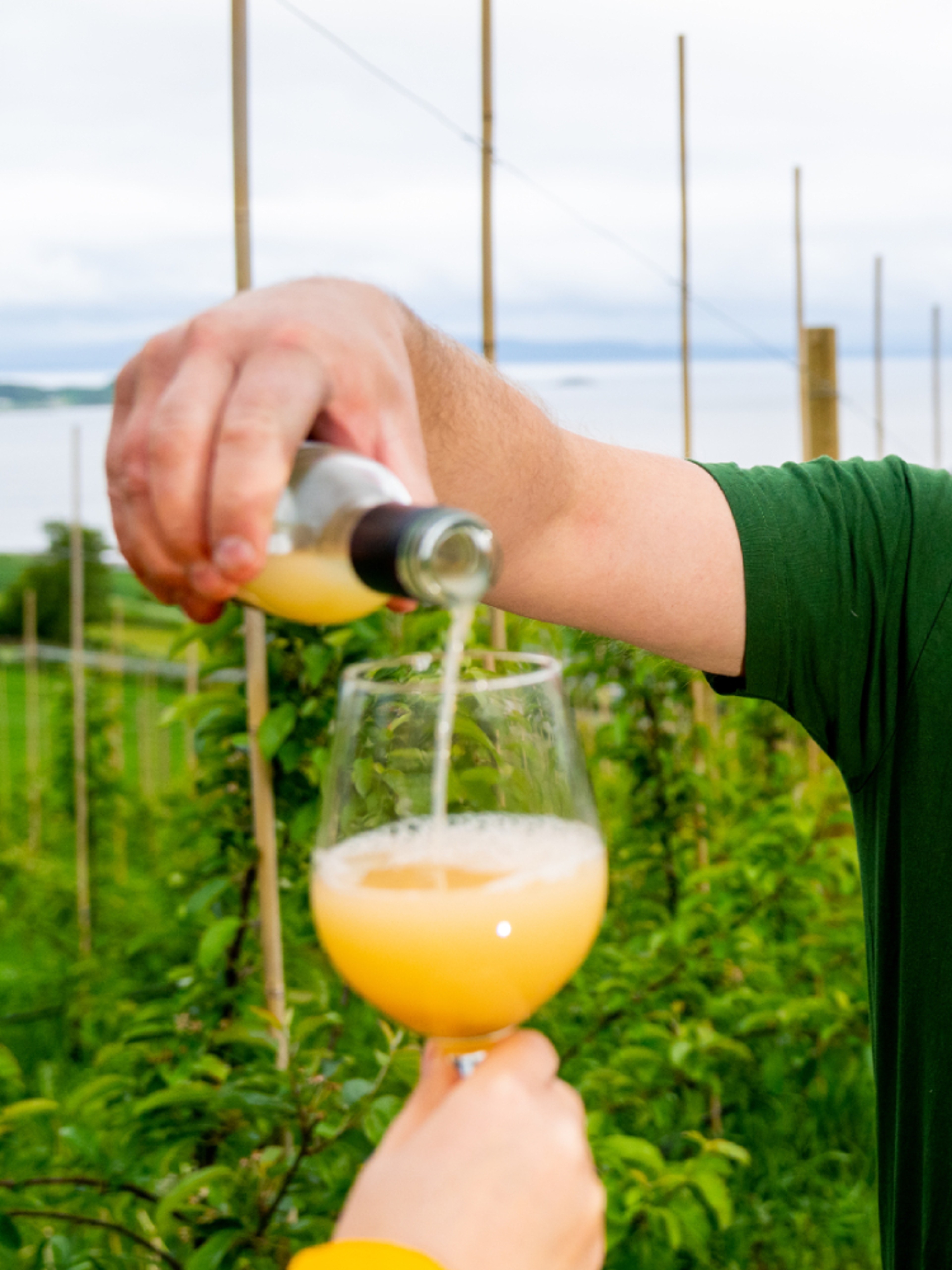 Apple juice on an orchad in Inderøy in Norway.