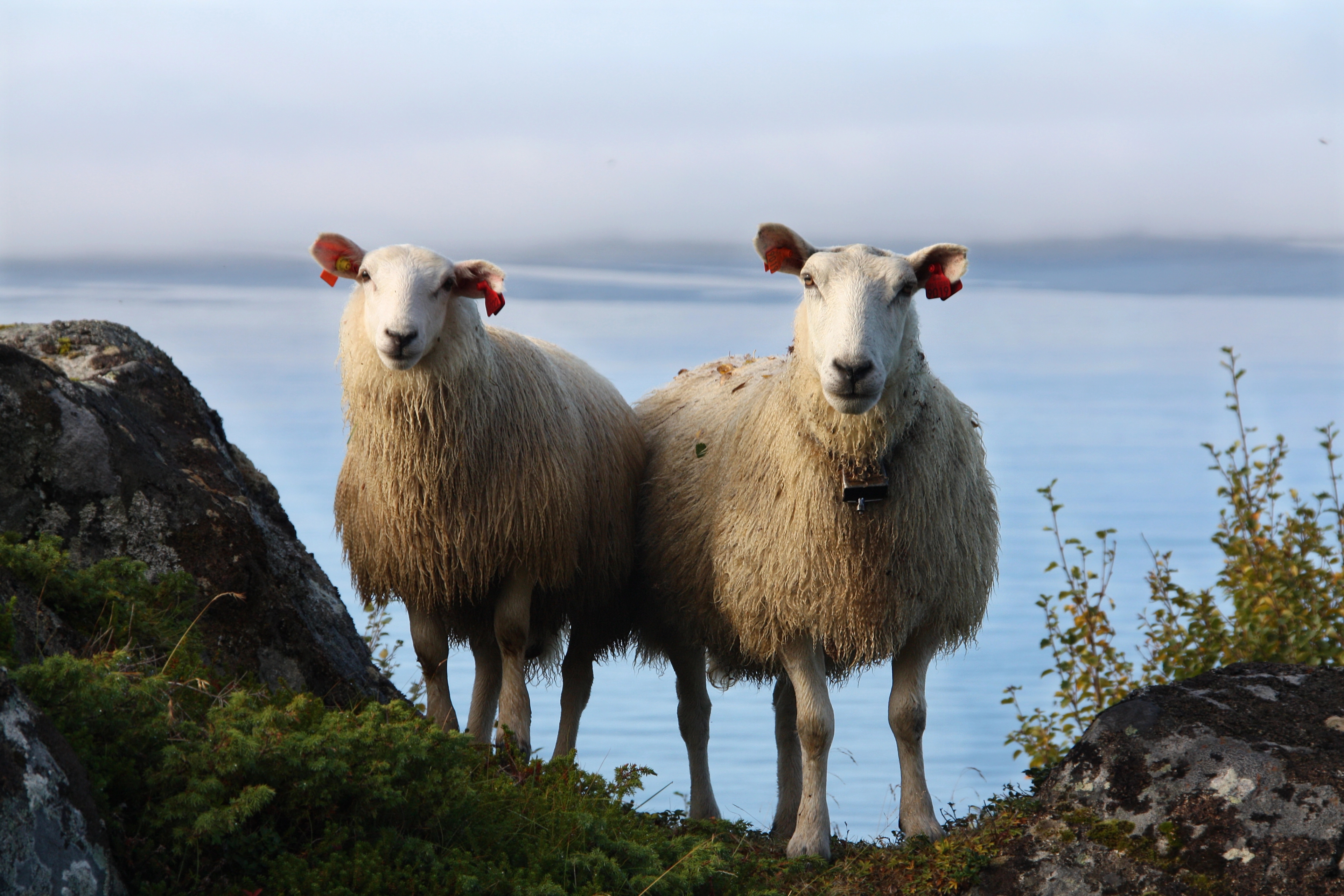 Two sheep in Lofoten, Northern Norway