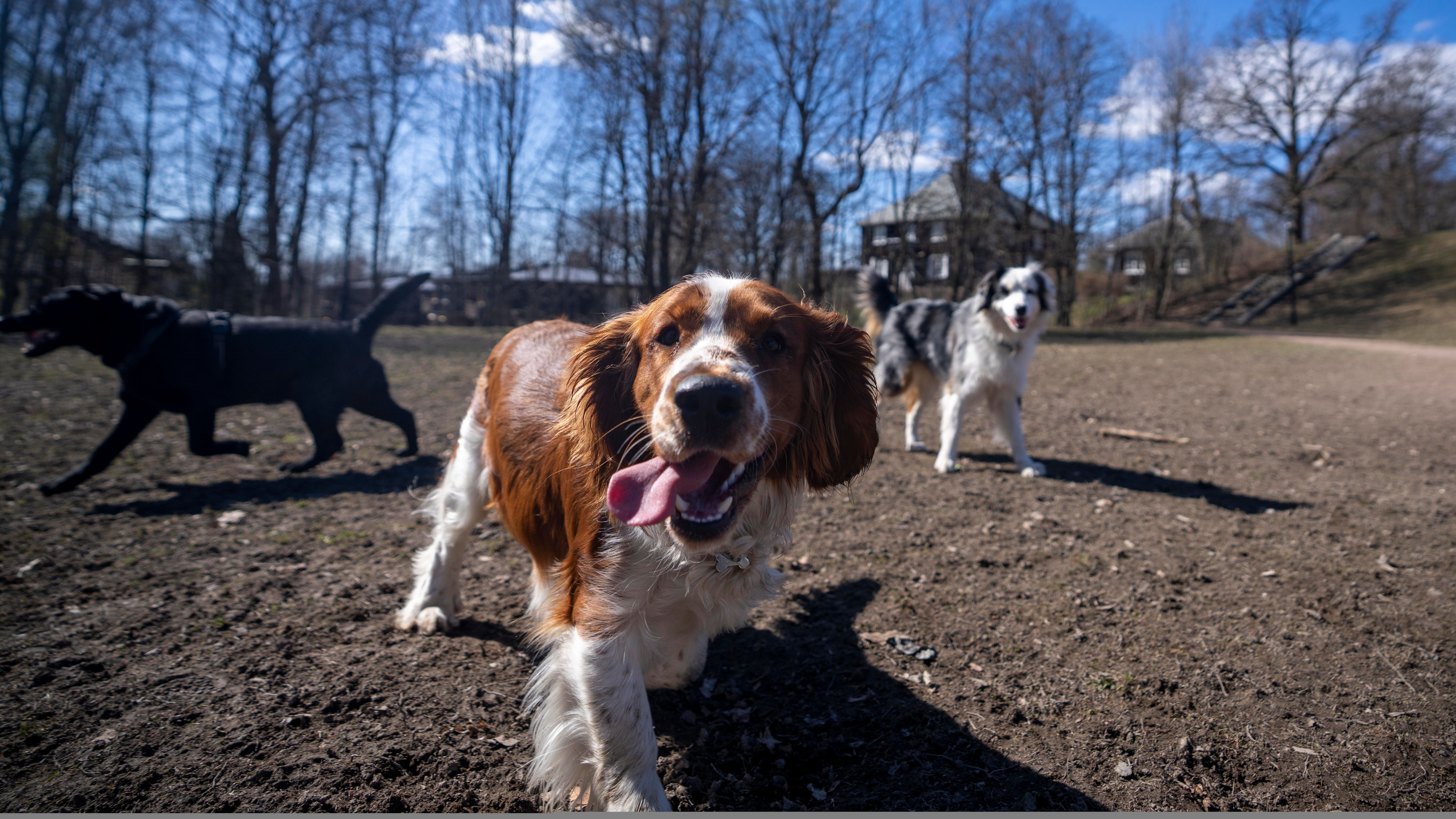 Dog park in the Vigeland park in Oslo, Eastern Norway