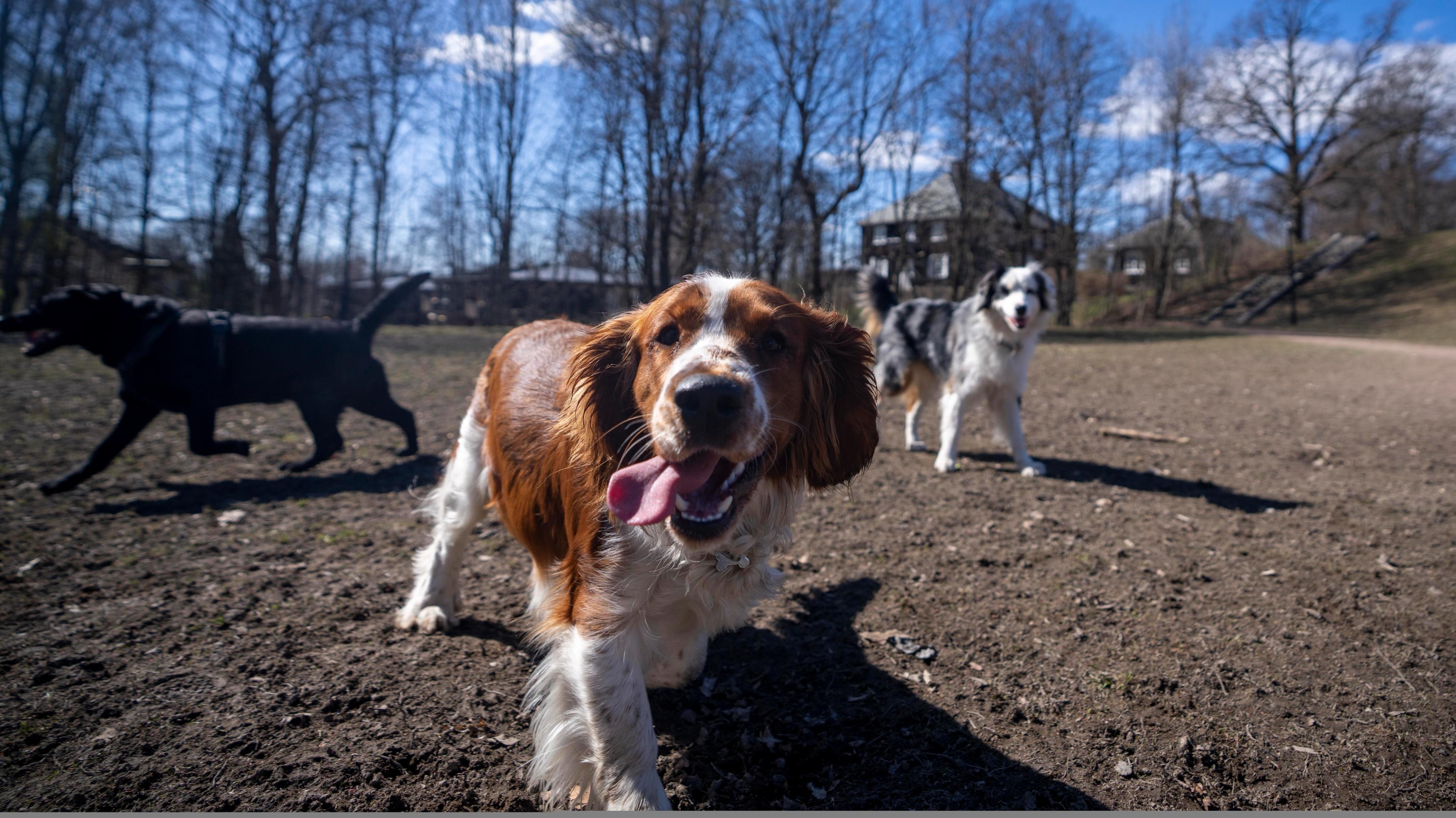 Dog park in the Vigeland park in Oslo, Eastern Norway