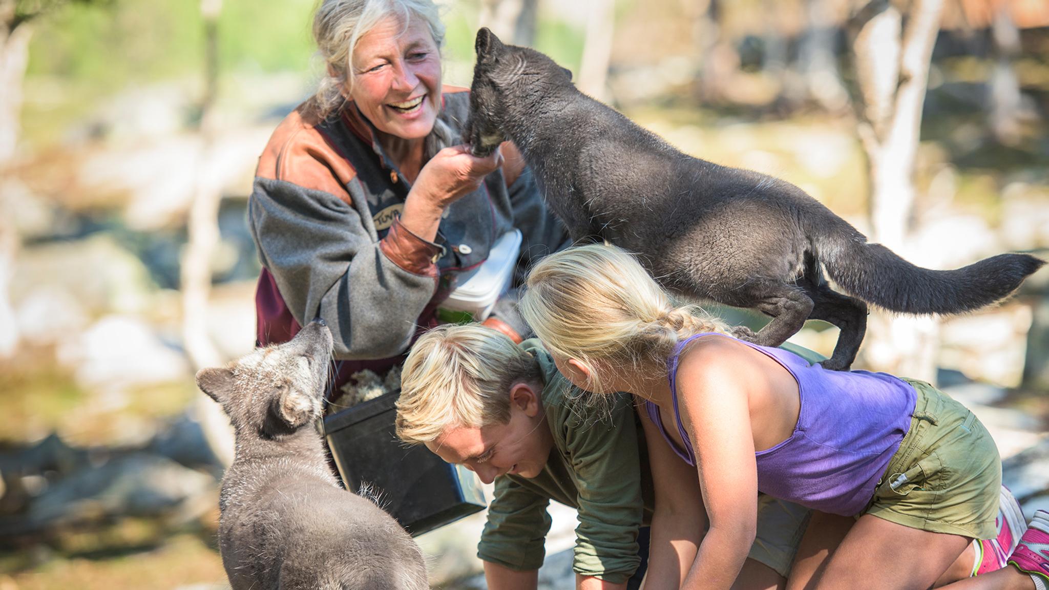 People playing with the polar foxes at Langedrag farm in Nesbyen in Hallingdal, Eastern Norway