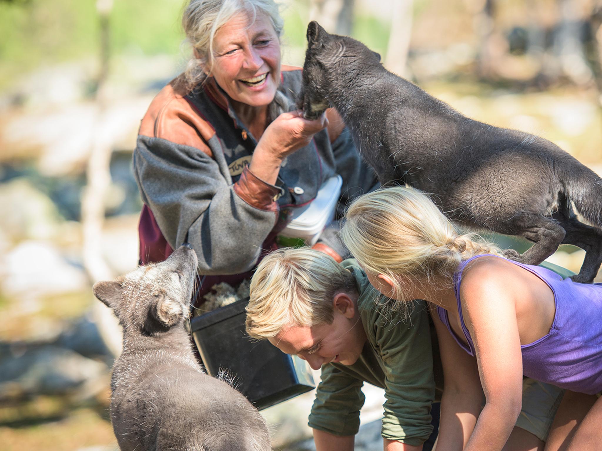 Menschen spielen mit Polarfüchsen auf dem Bauernhof Langedrag in Nesbyen im Hallingdal, Ostnorwegen