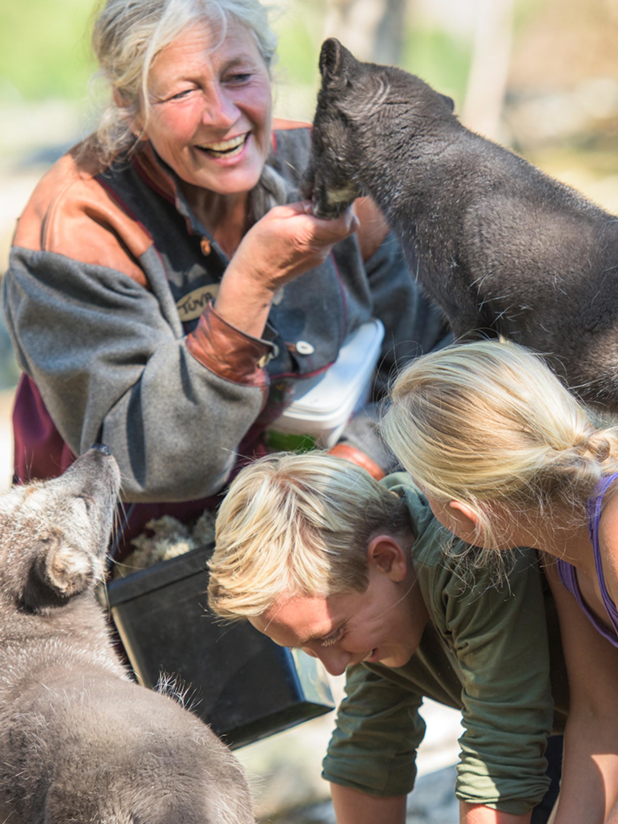 People playing with the polar foxes at Langedrag farm in Nesbyen in Hallingdal, Eastern Norway