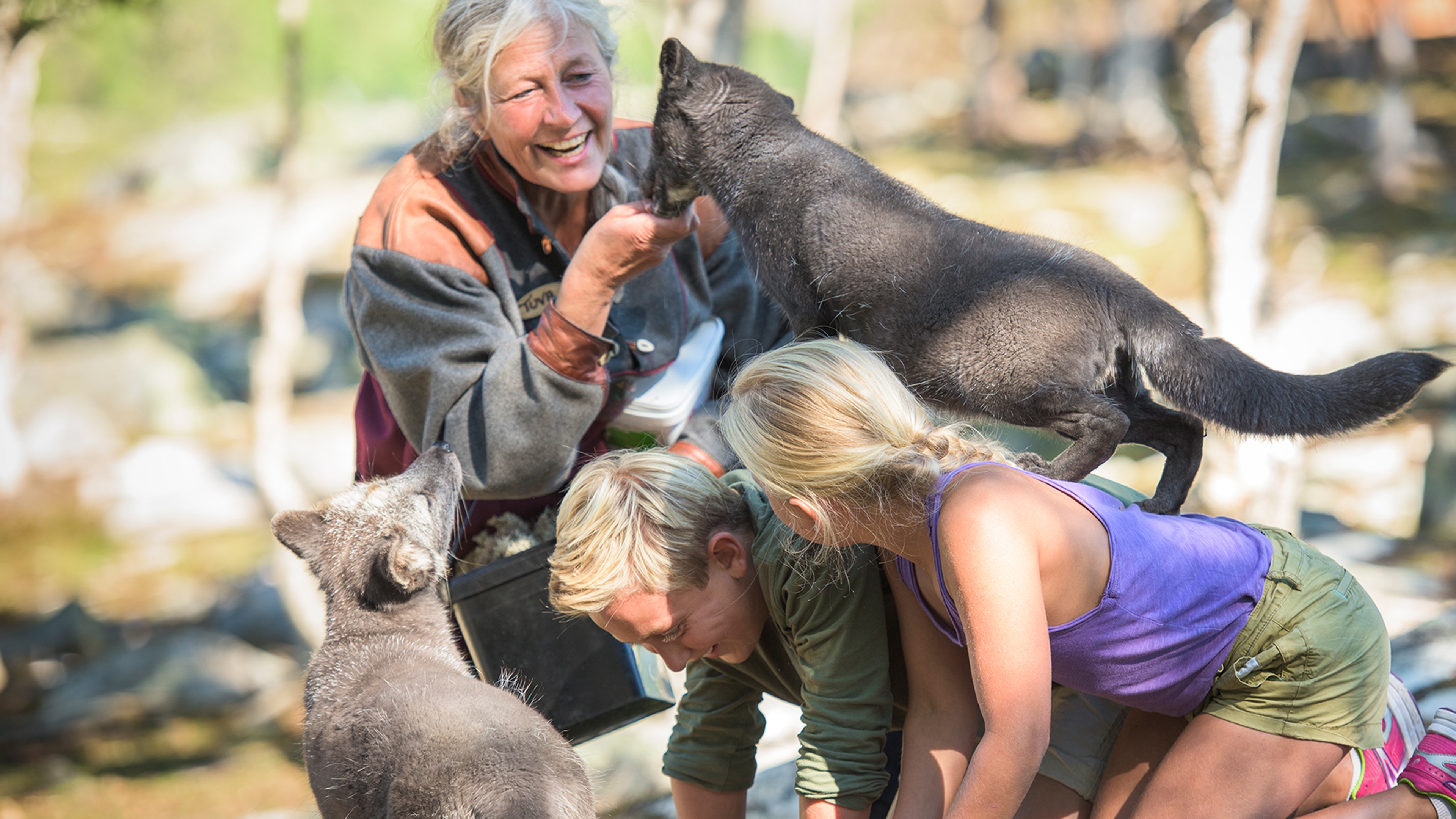 People playing with the polar foxes at Langedrag farm in Nesbyen in Hallingdal, Eastern Norway