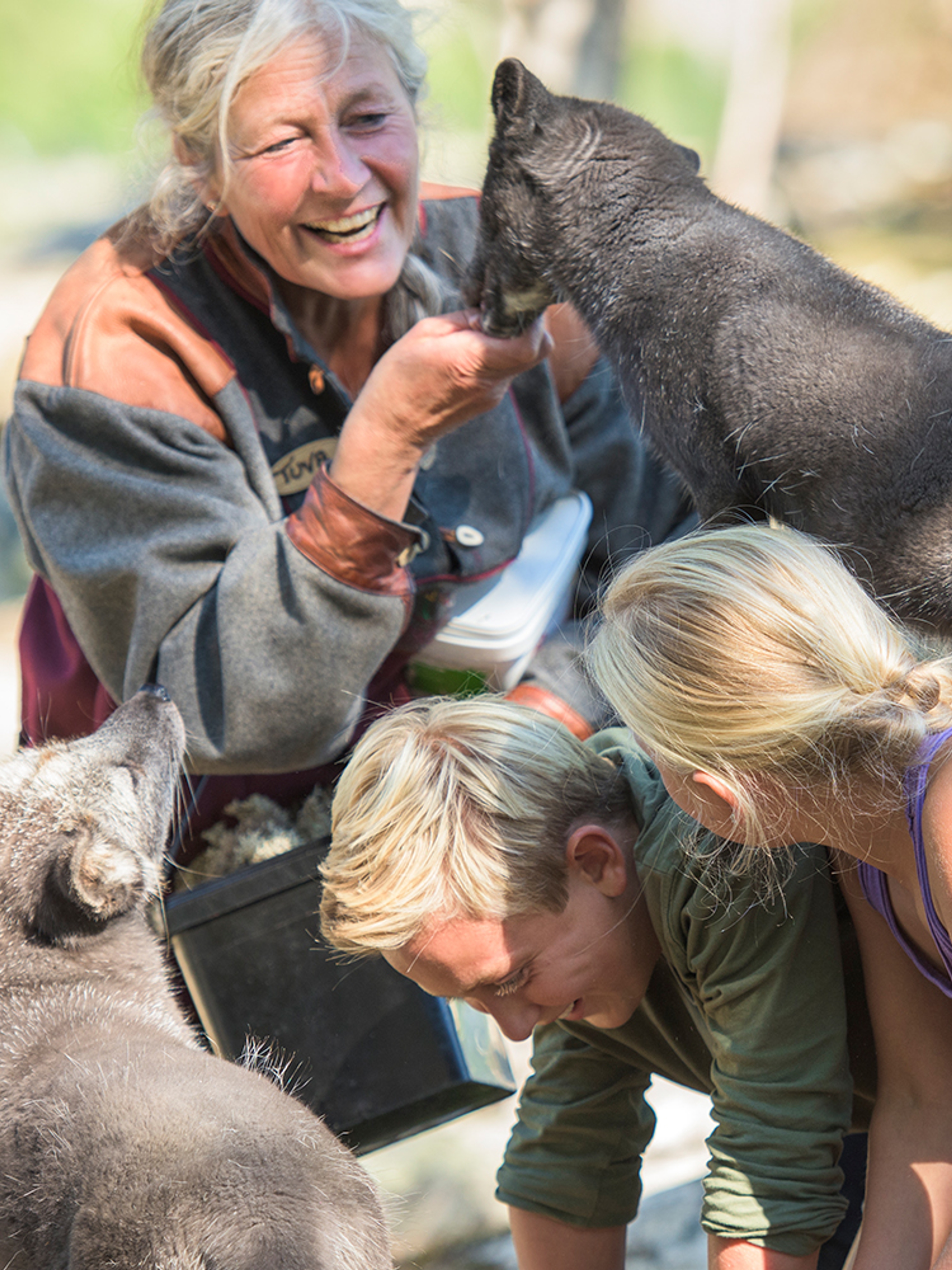 People playing with the polar foxes at Langedrag farm in Nesbyen in Hallingdal, Eastern Norway
