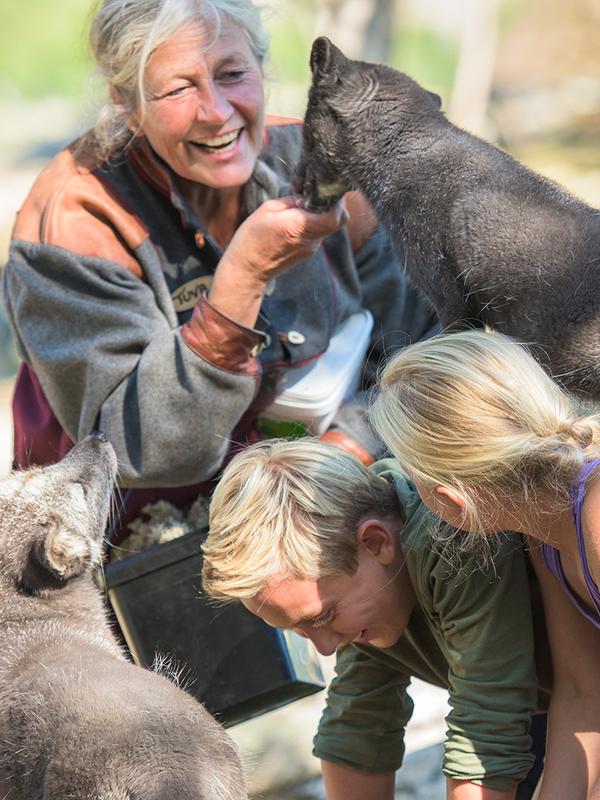 People playing with the polar foxes at Langedrag farm in Nesbyen in Hallingdal, Eastern Norway