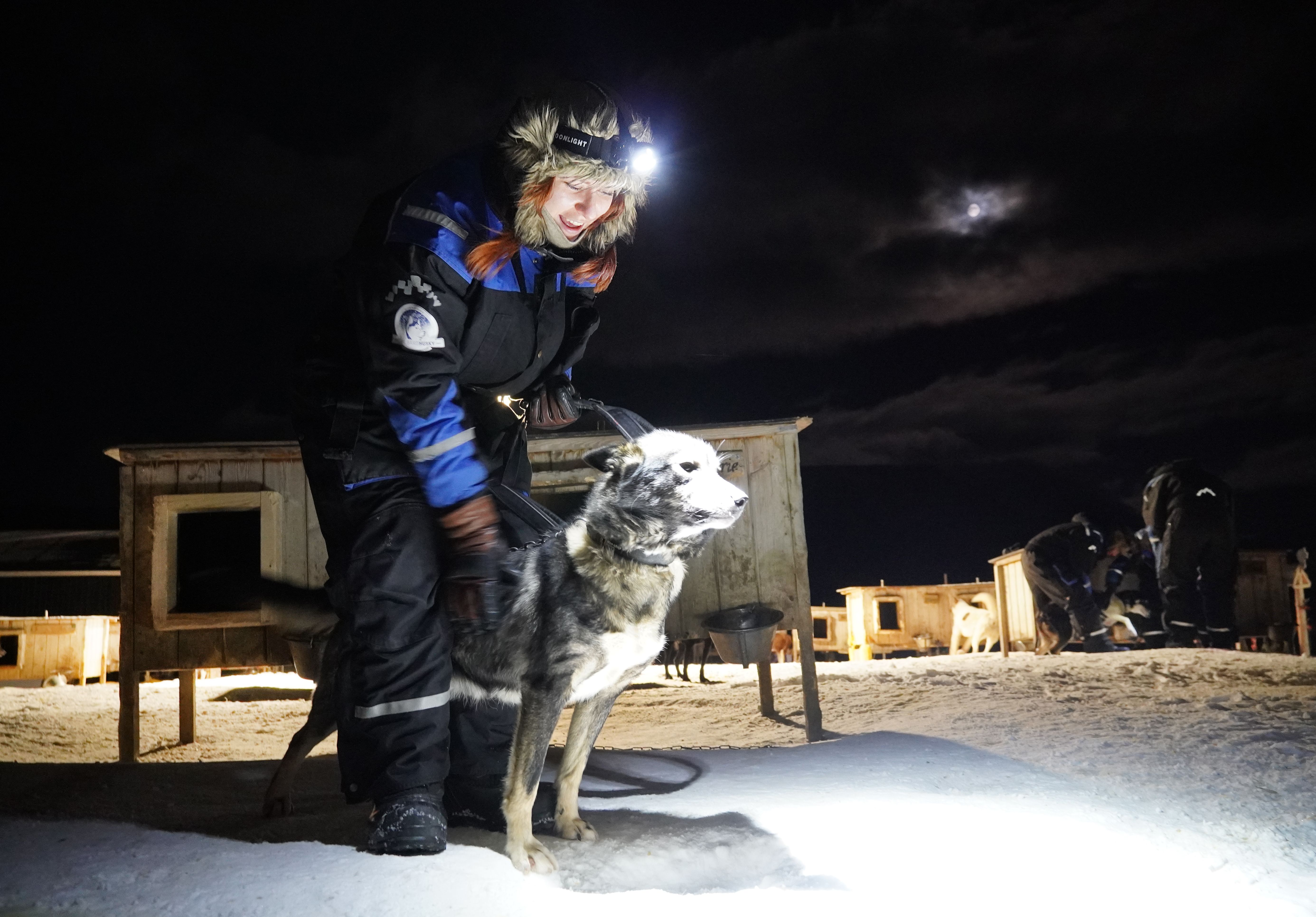 Woman harnessing a dog