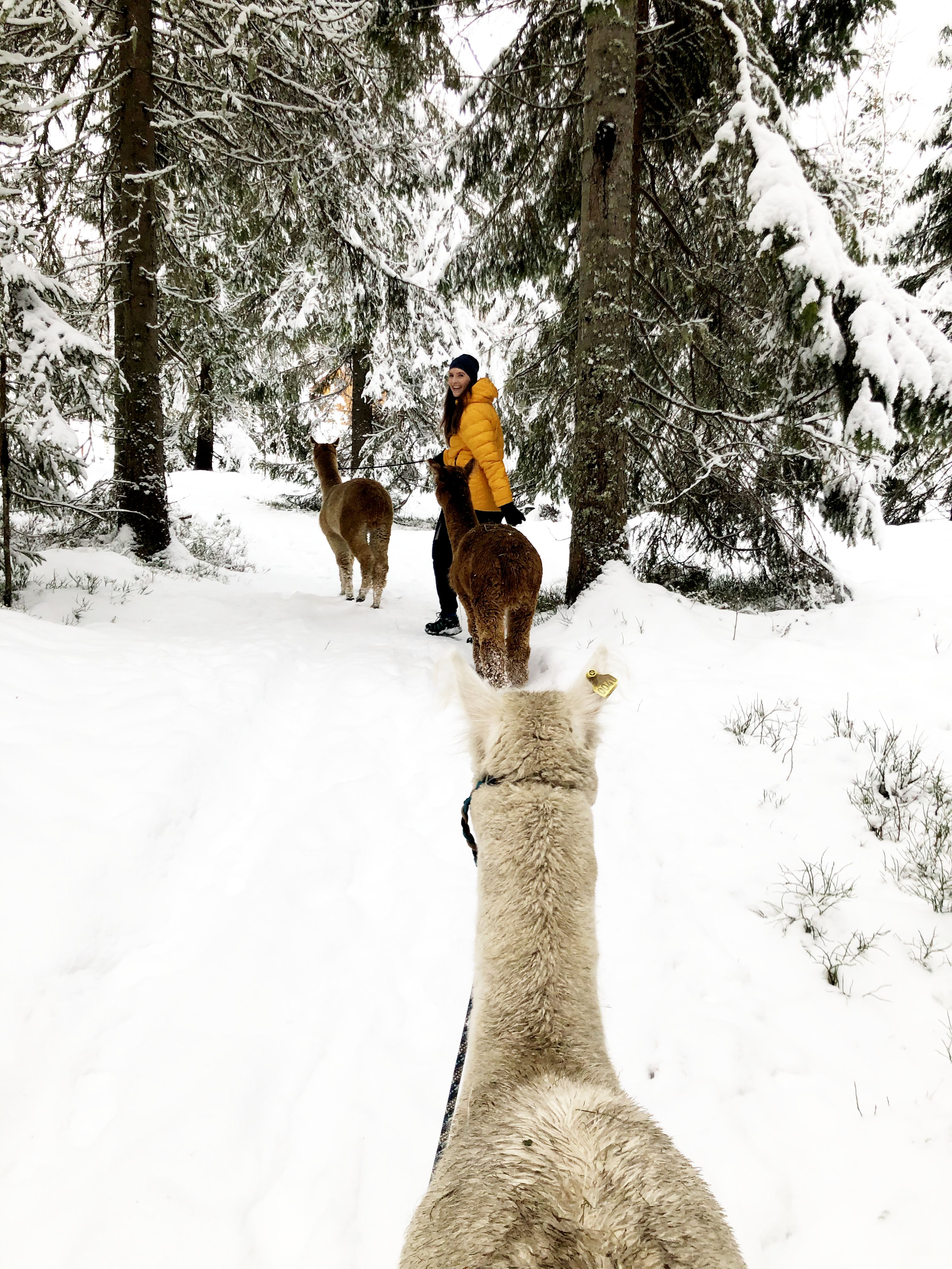 En kvinne på alpakkavandring med to alpakkaer i snøen i en skog.