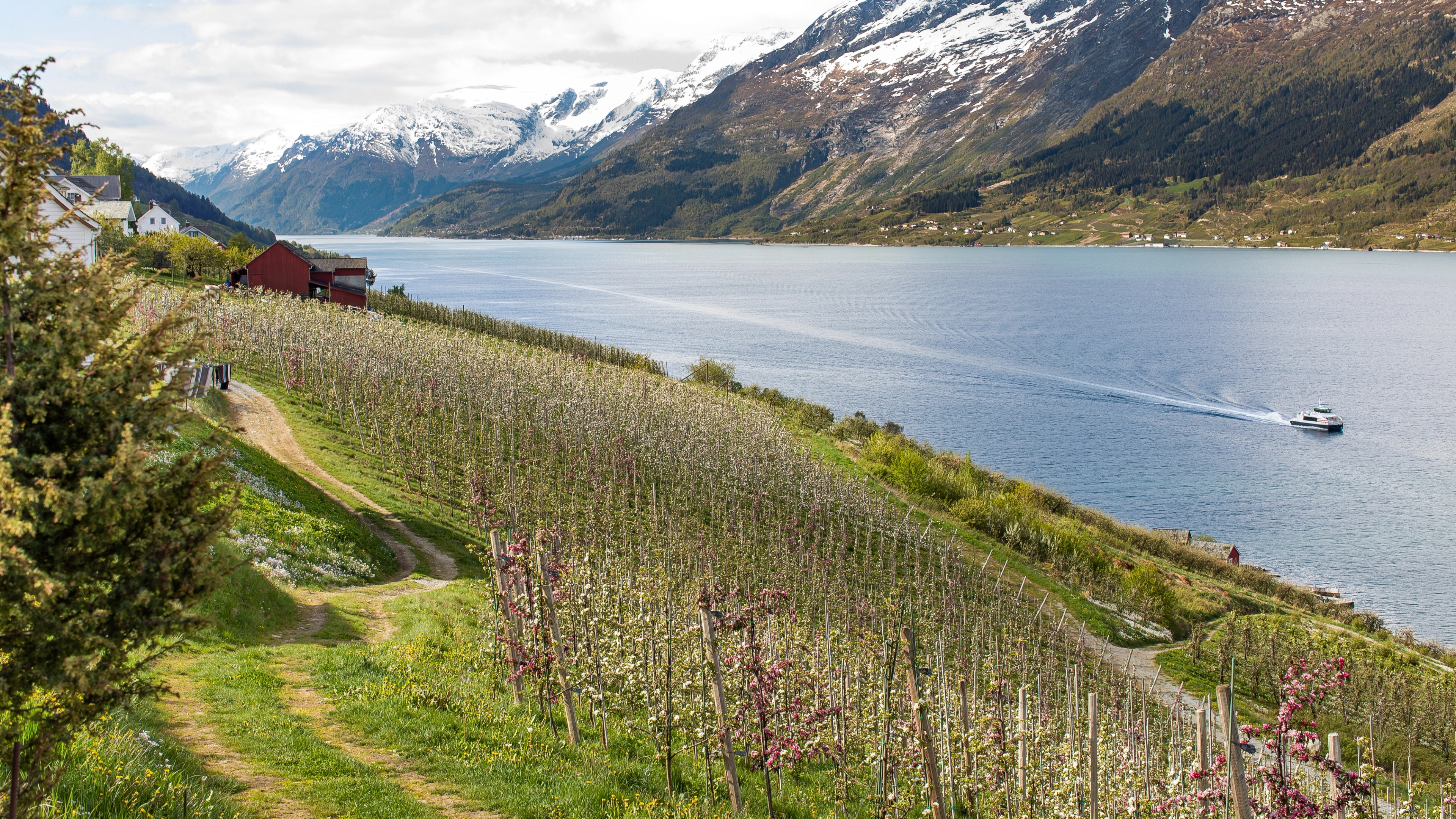 A cruise boat on the Hardangerfjord and fruit trees blossoming