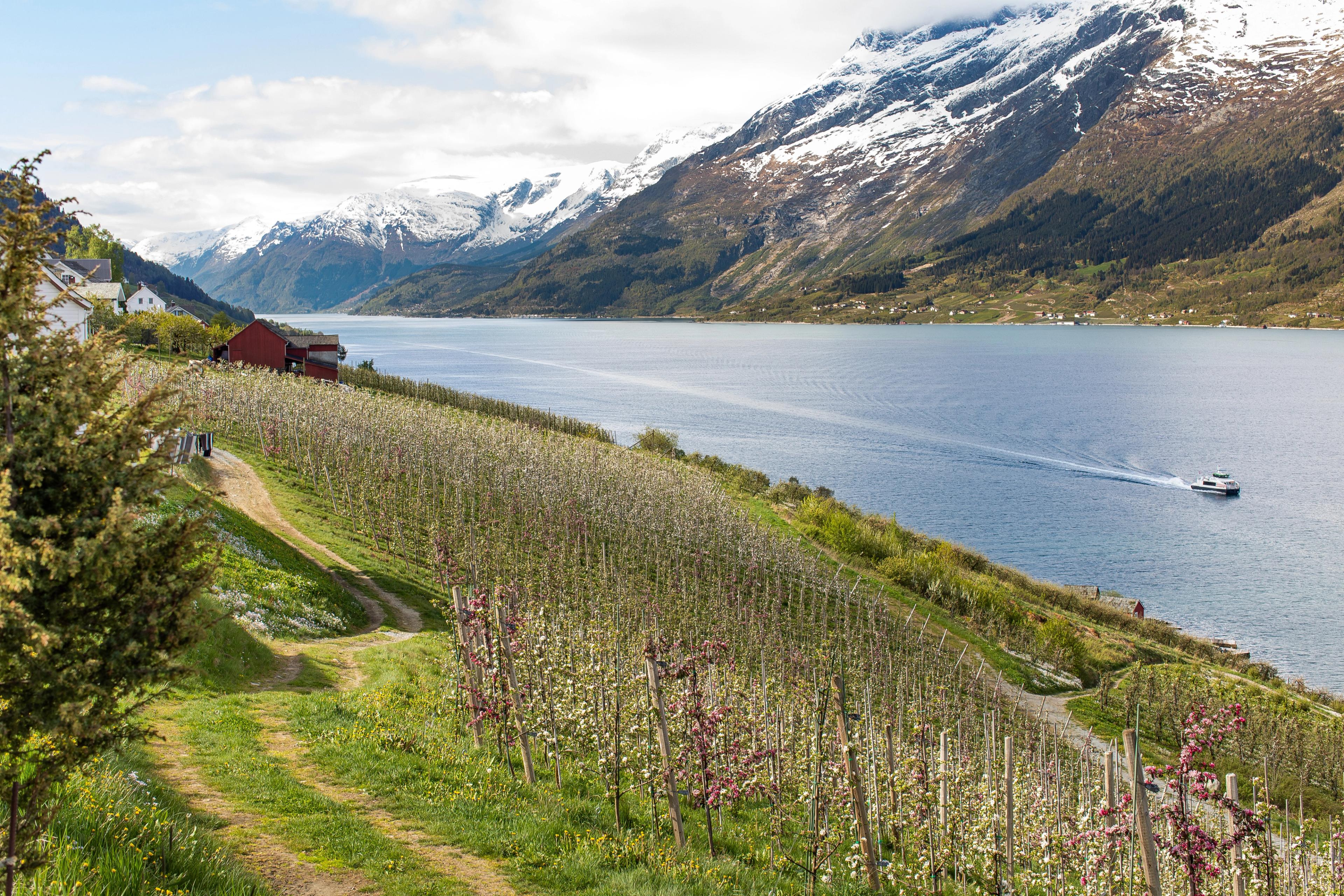 A cruise boat on the Hardangerfjord and fruit trees blossoming