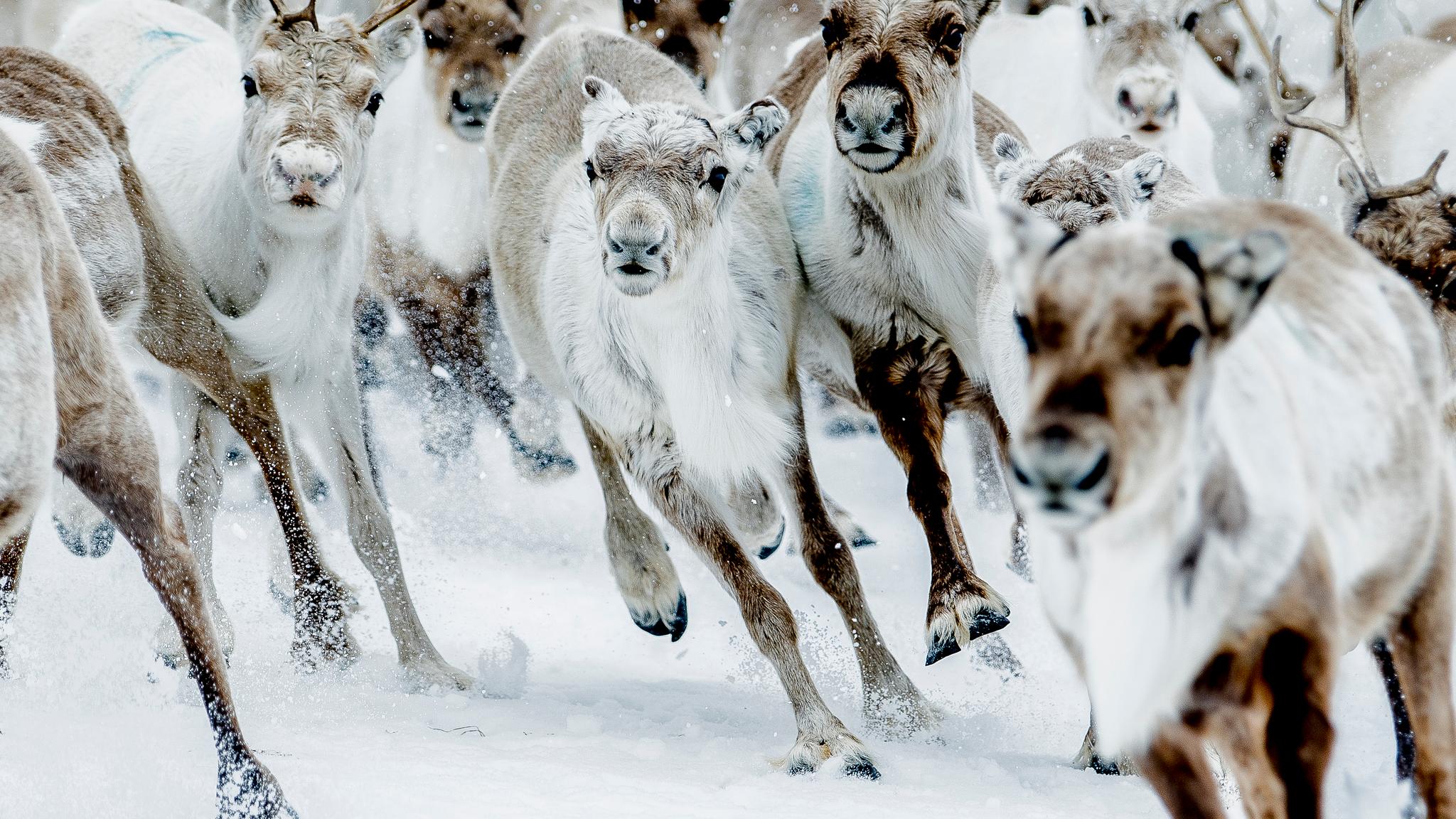 Reindeer running in snow