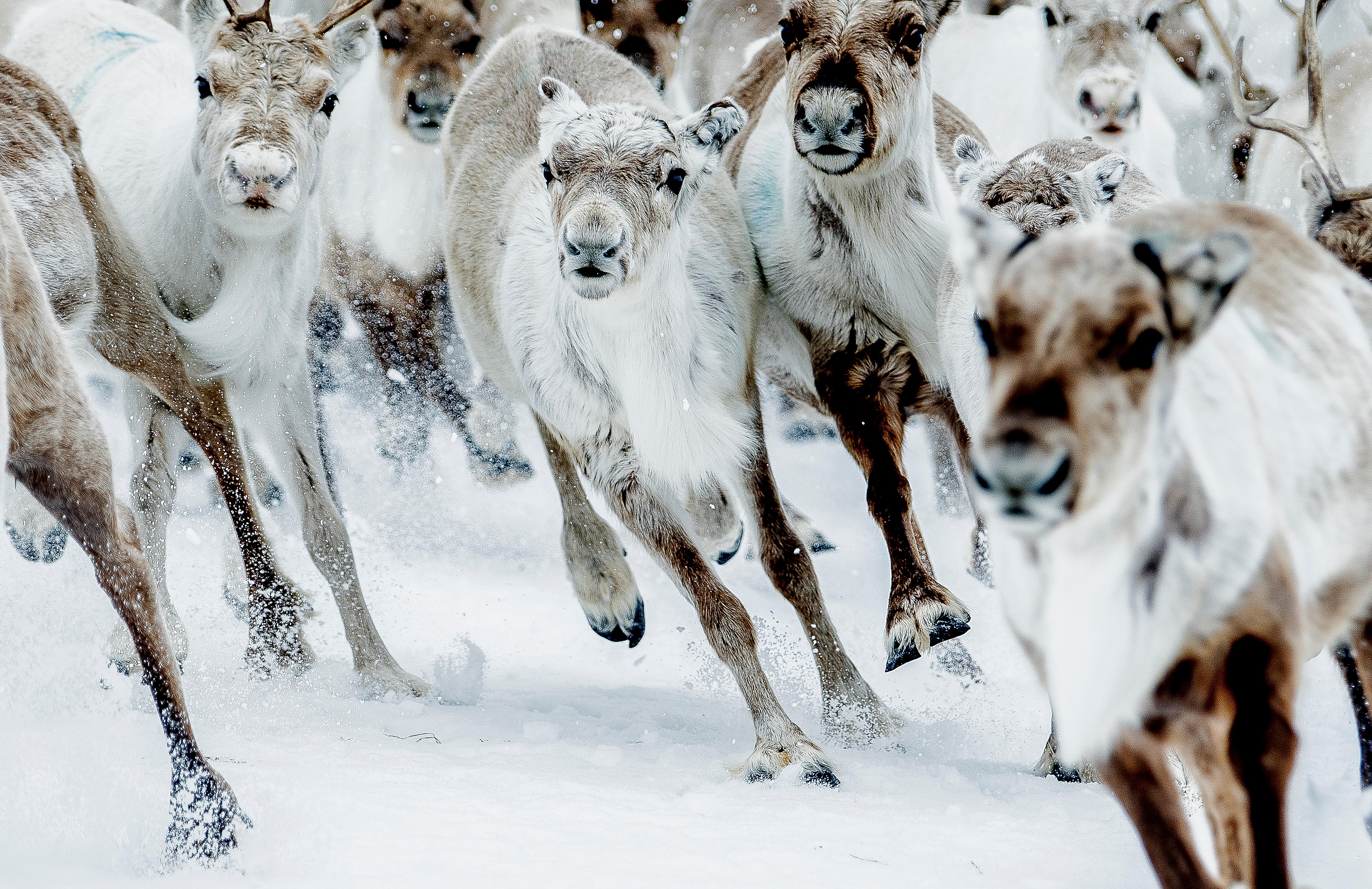 Reindeer running in snow