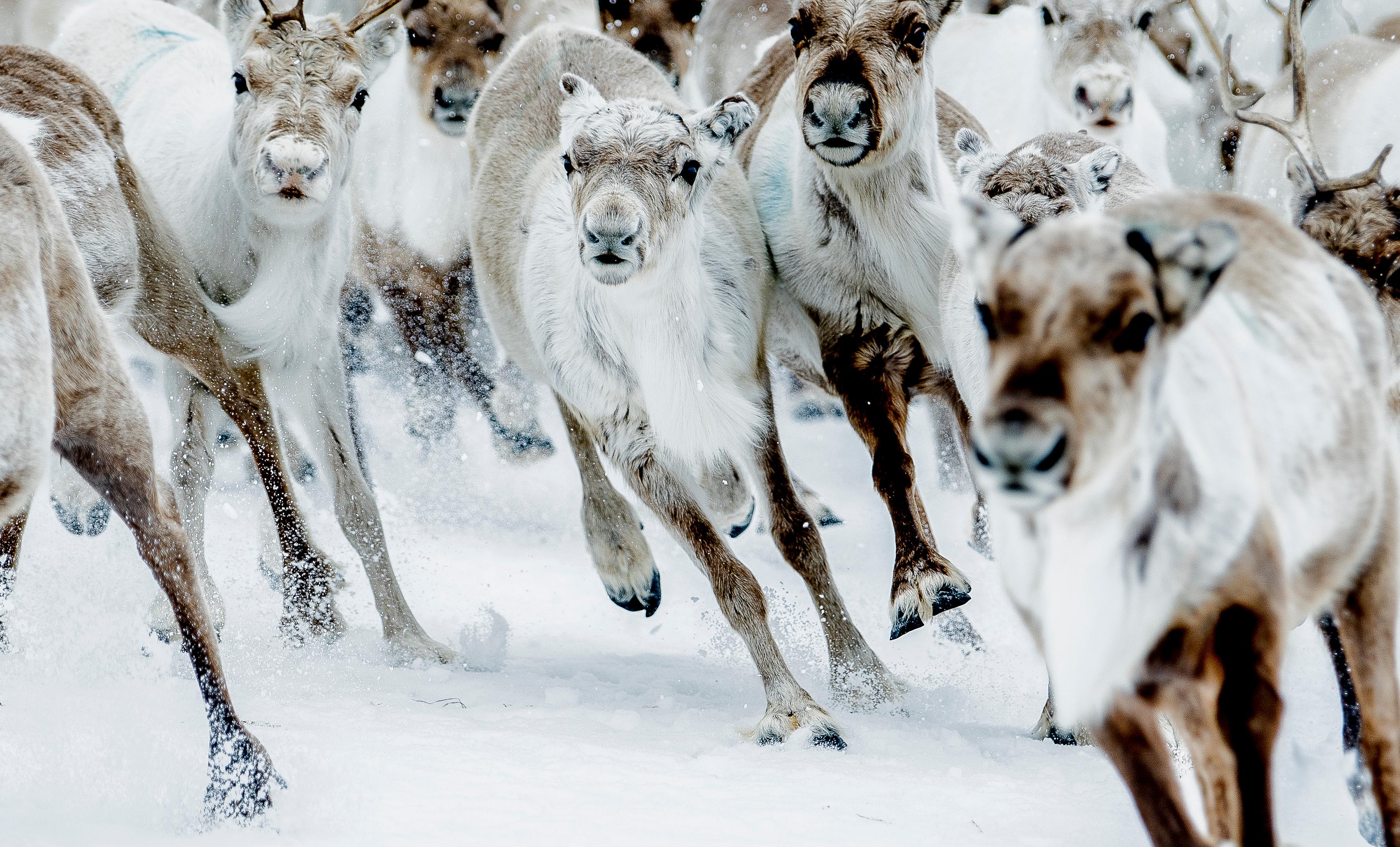 Reindeer running in snow