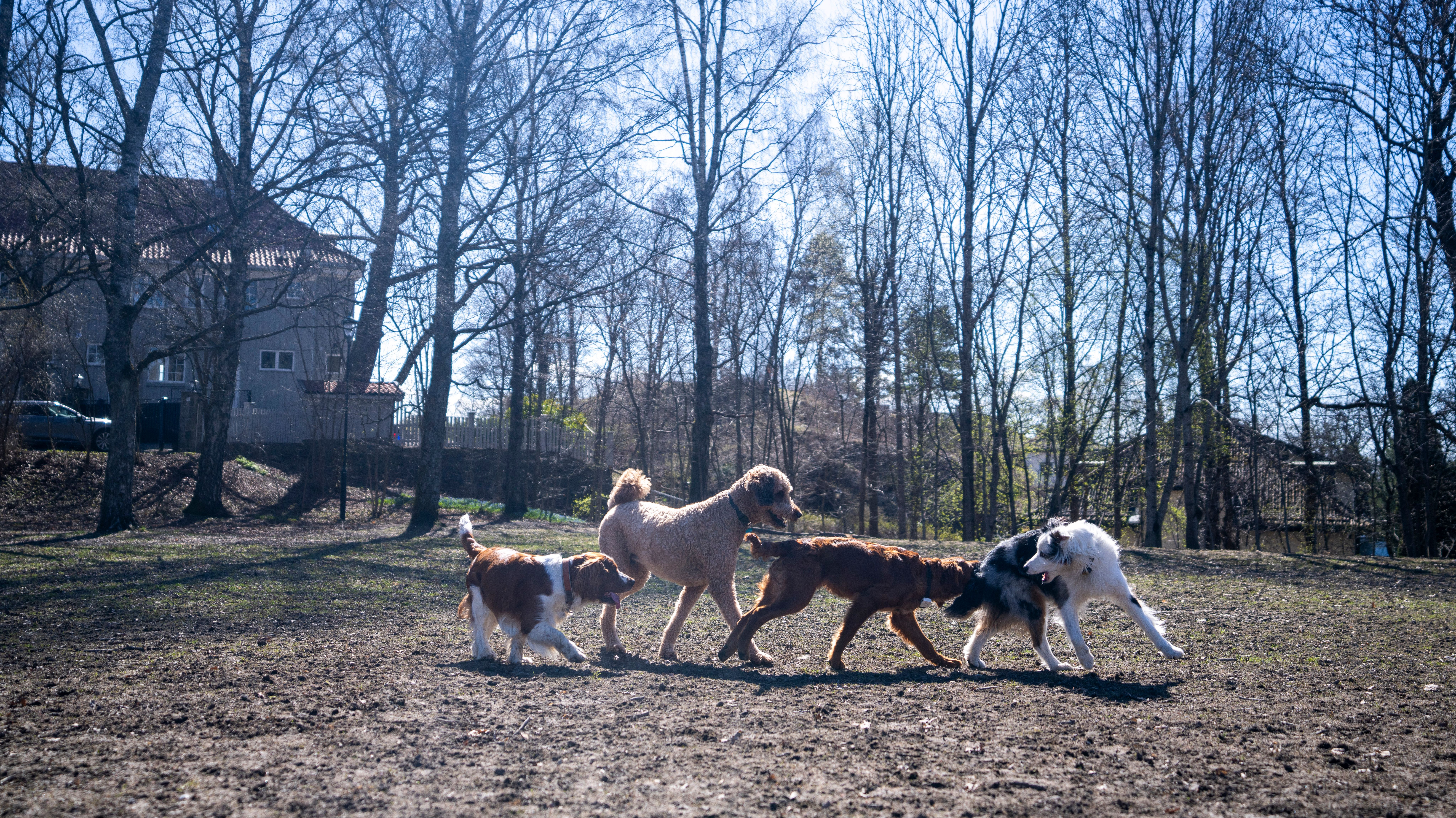 Dog park at the Vigeland Park in Frogner, Oslo, Eastern Norway