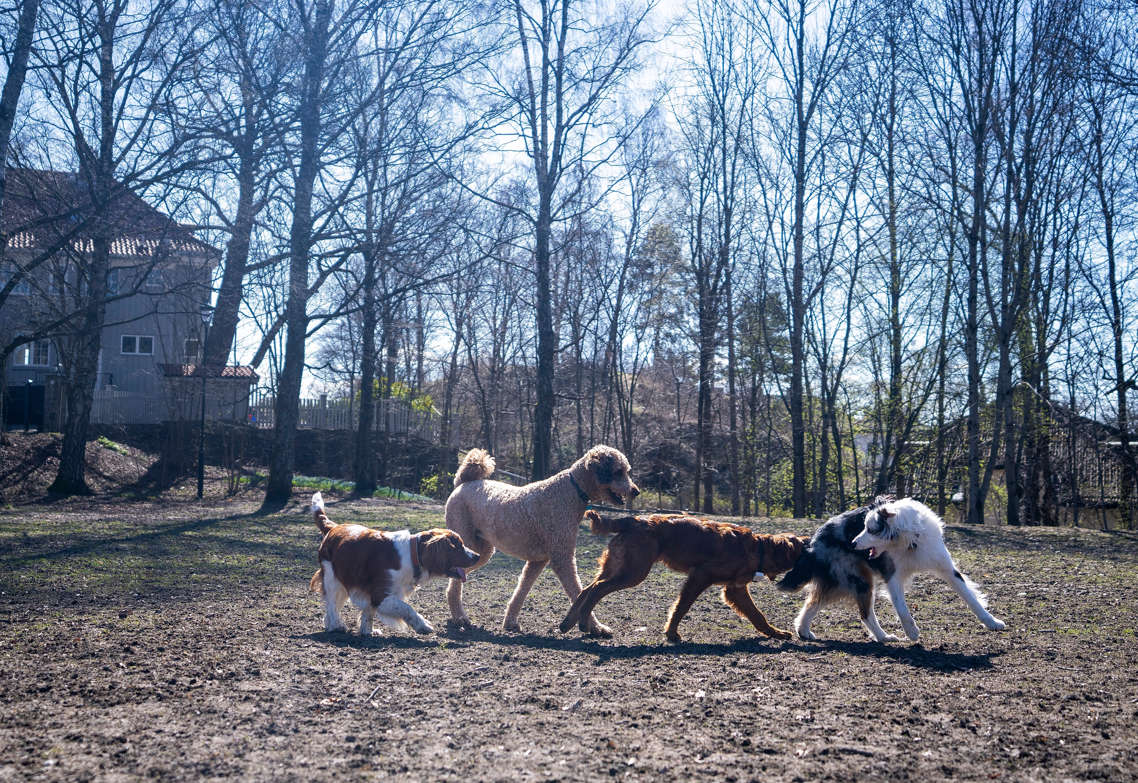 Dog park at the Vigeland Park in Frogner, Oslo, Eastern Norway