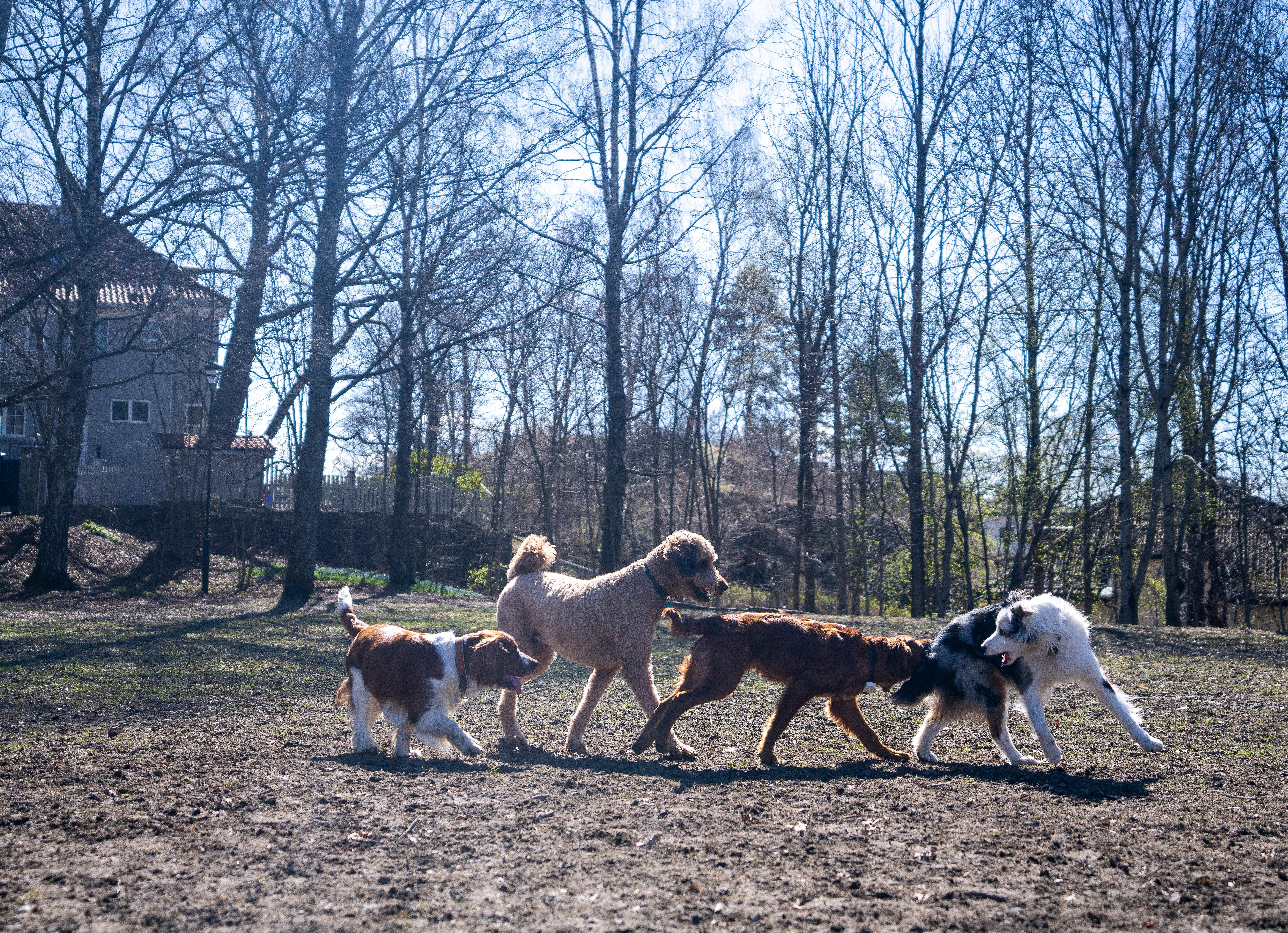 Dog park at the Vigeland Park in Frogner, Oslo, Eastern Norway