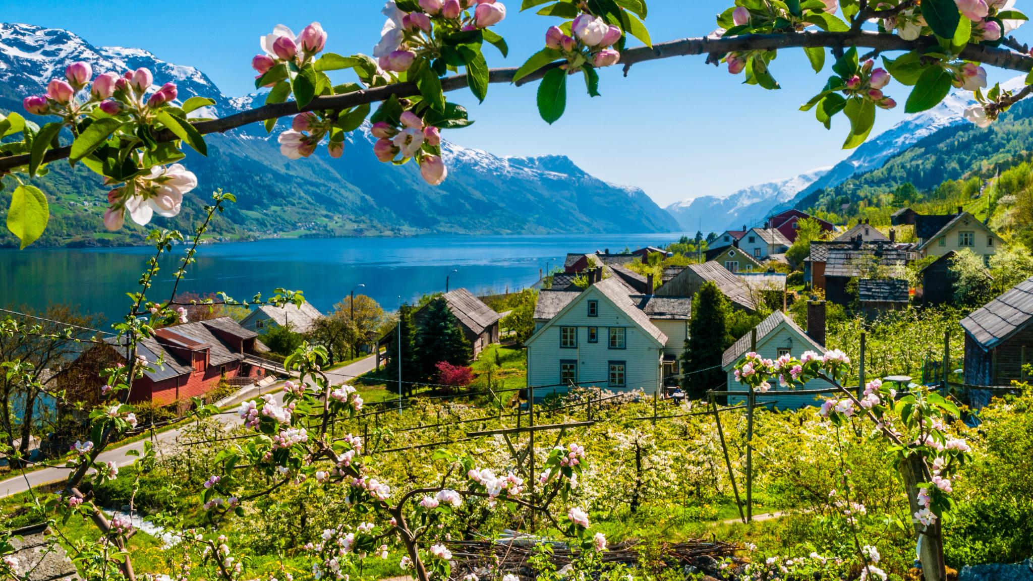 Fruit trees are blooming by the fjord in Hardanger, Fjord Norway