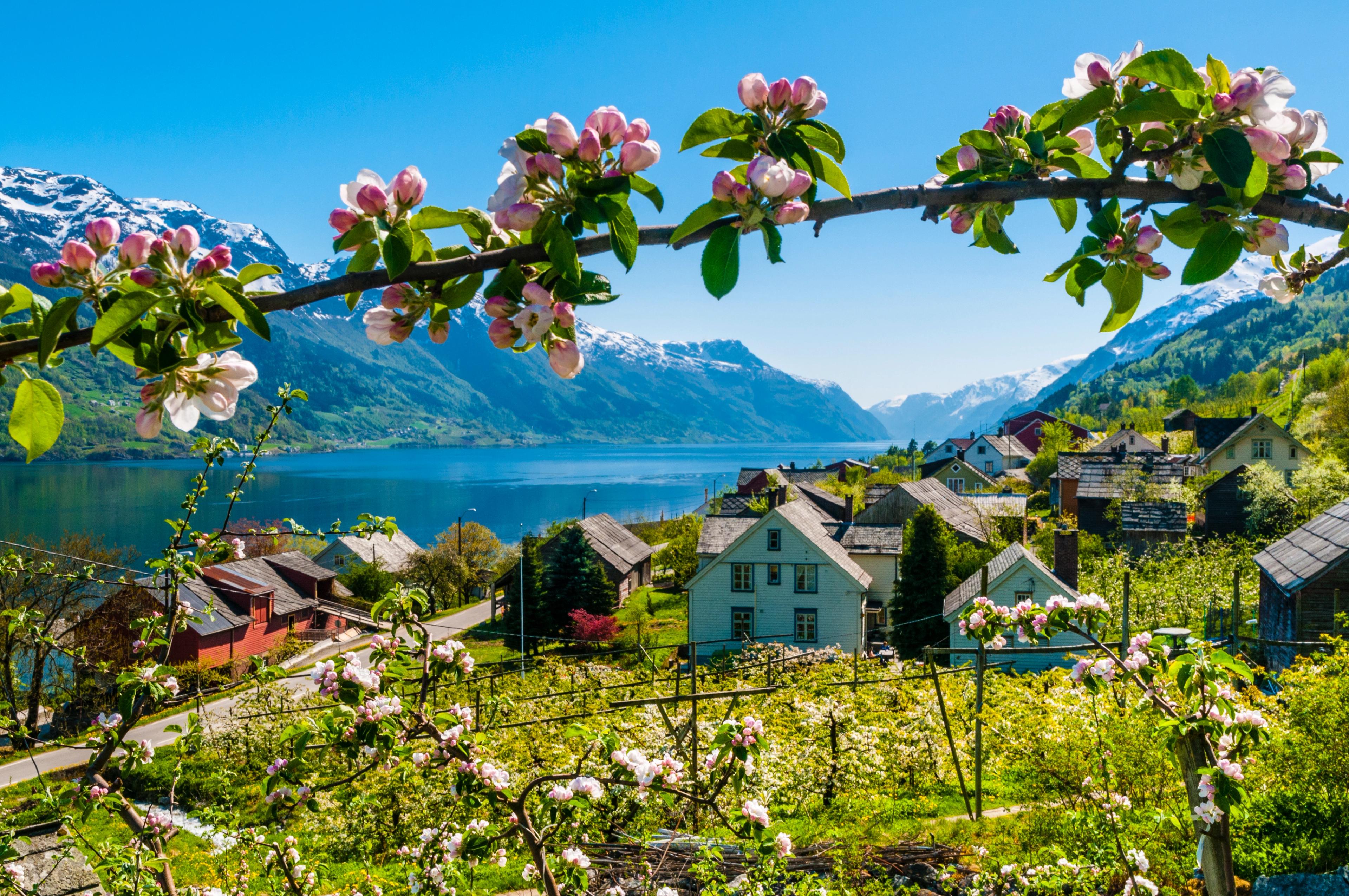 Fruit trees are blooming by the fjord in Hardanger, Fjord Norway