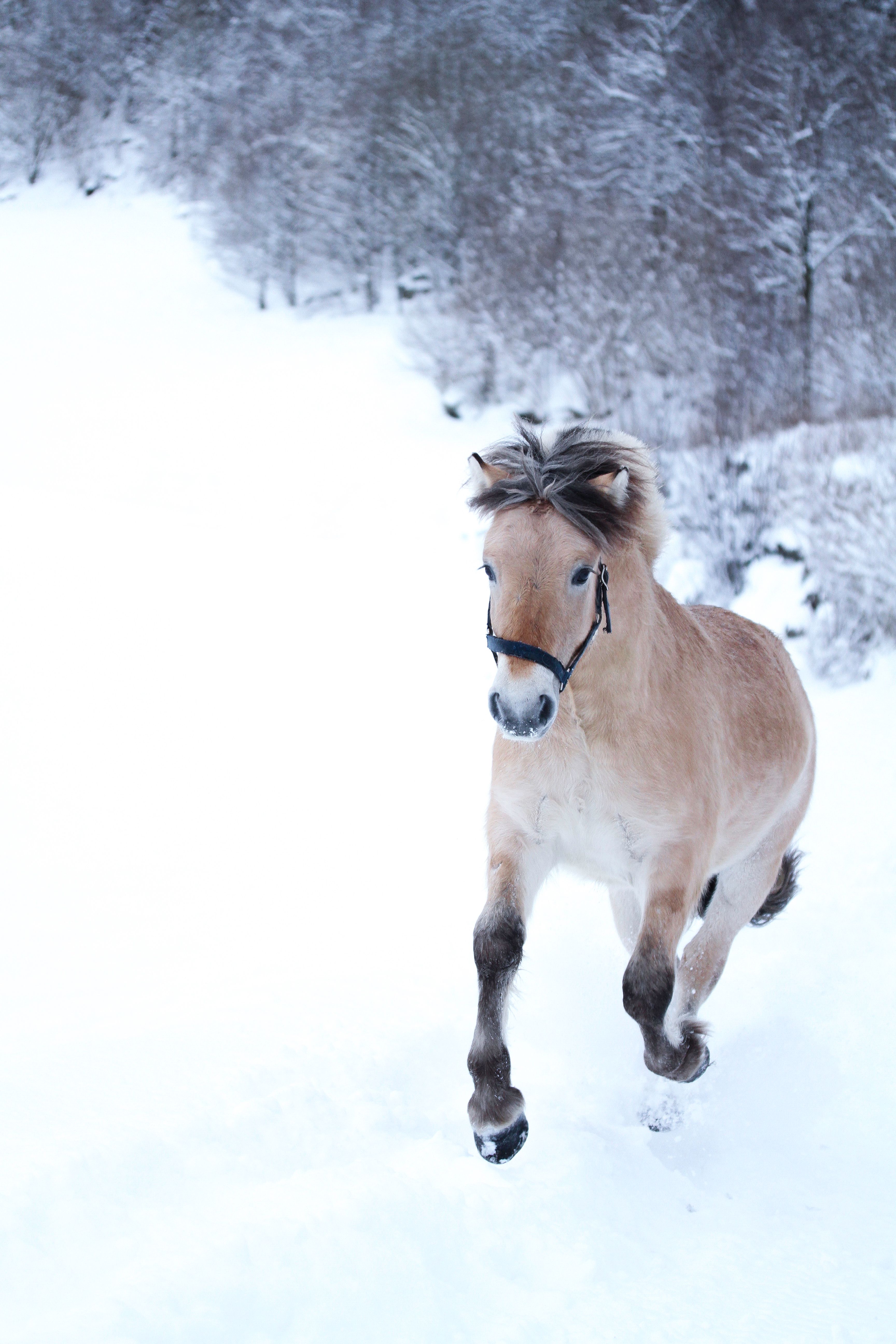 A Fjord horse running in snow