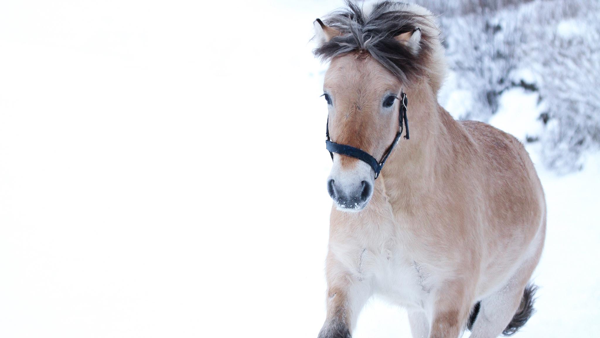A Fjord horse running in snow