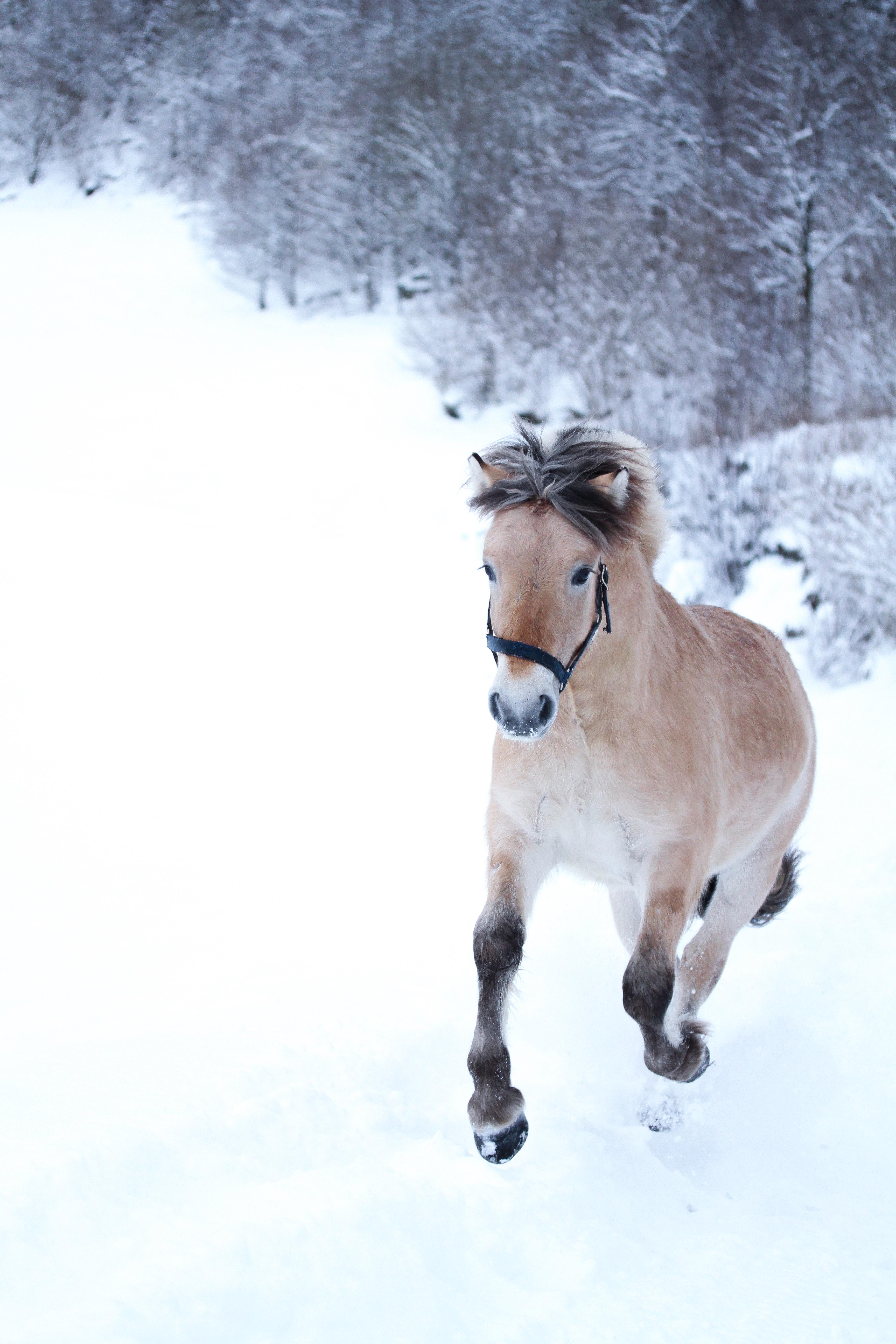 A Fjord horse running in snow